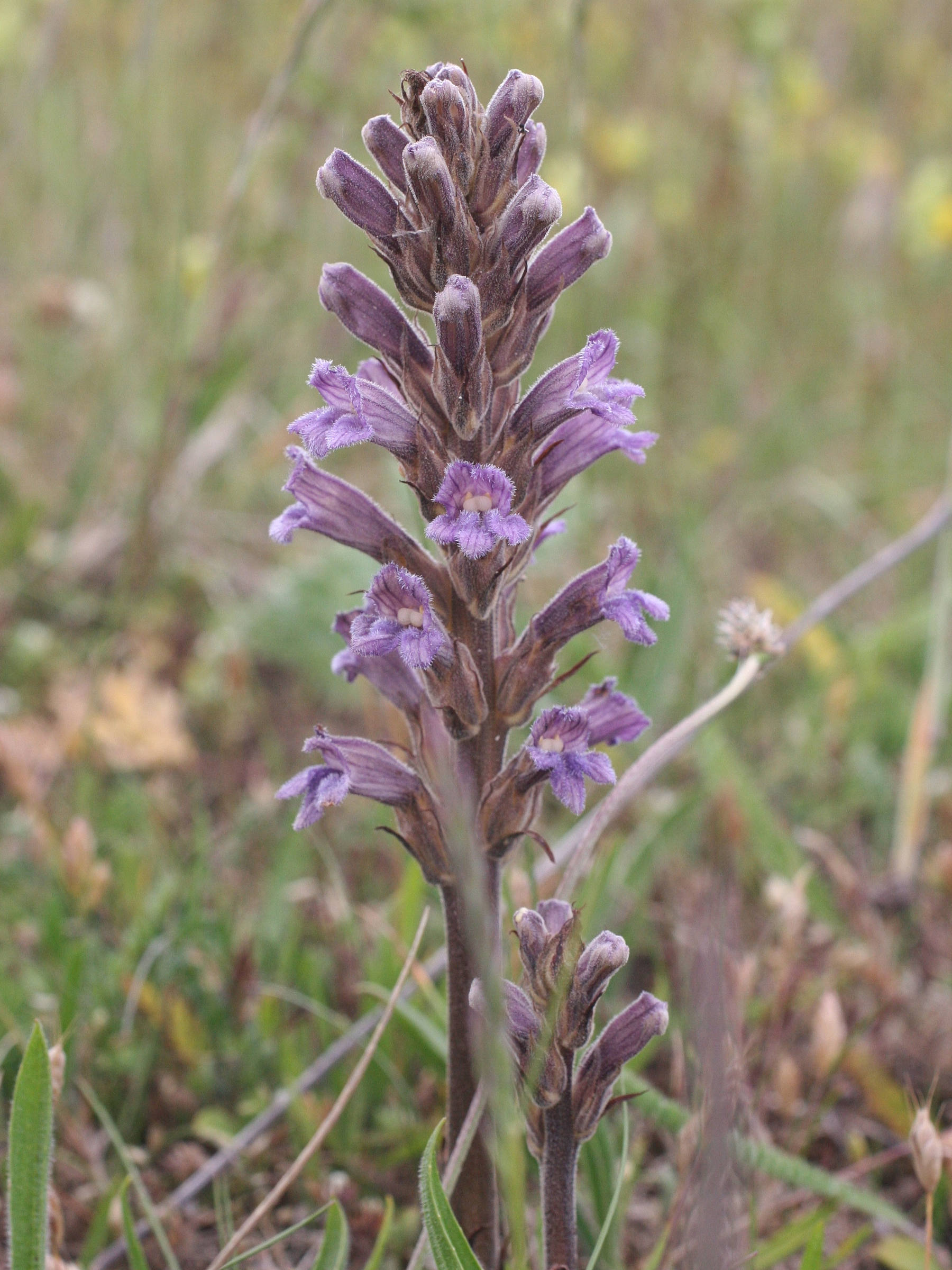 Afficher le média orobanche_purpurea4md orobanche_purpurea4md