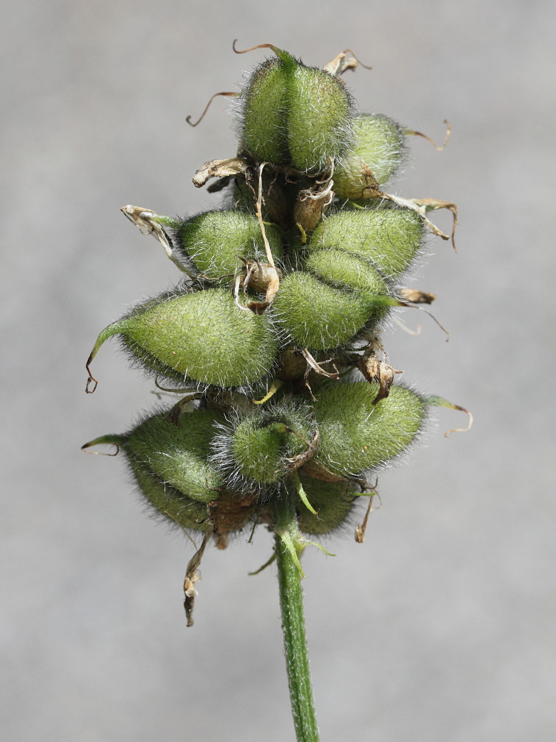 oxytropis_campestris6md