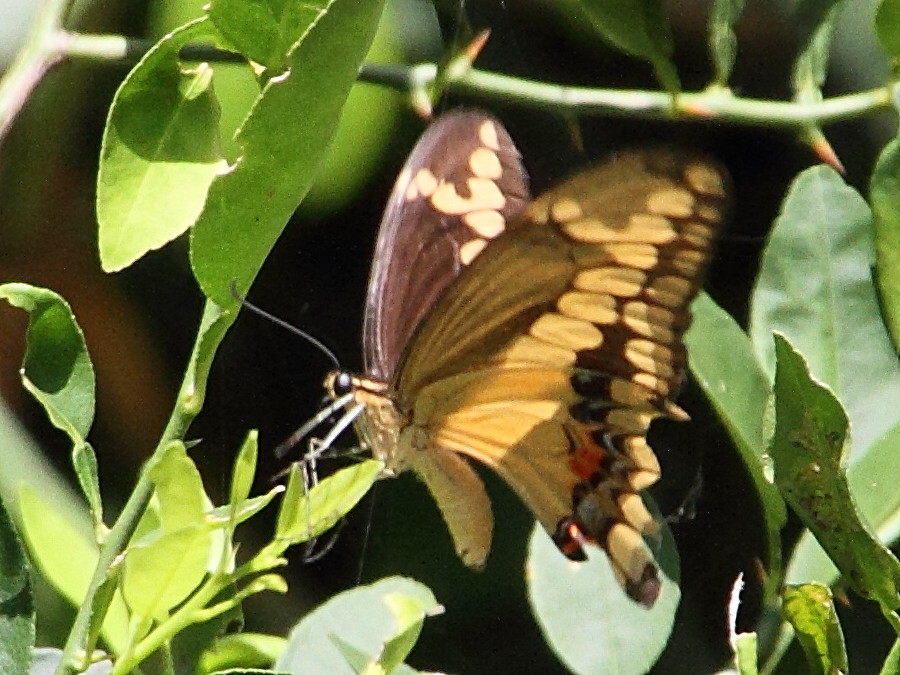 Afficher le média papilio_polyxenes_stabilis1md papilio_polyxenes_stabilis1md