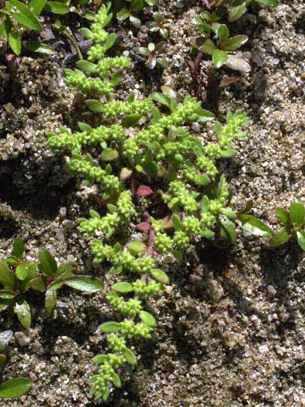 Paronychia_echinulata