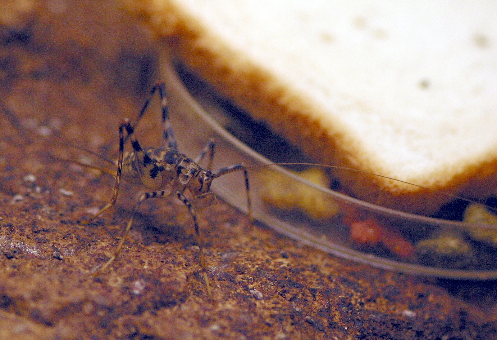 Afficher le média phaeophilacris_bredoides2md phaeophilacris_bredoides2md