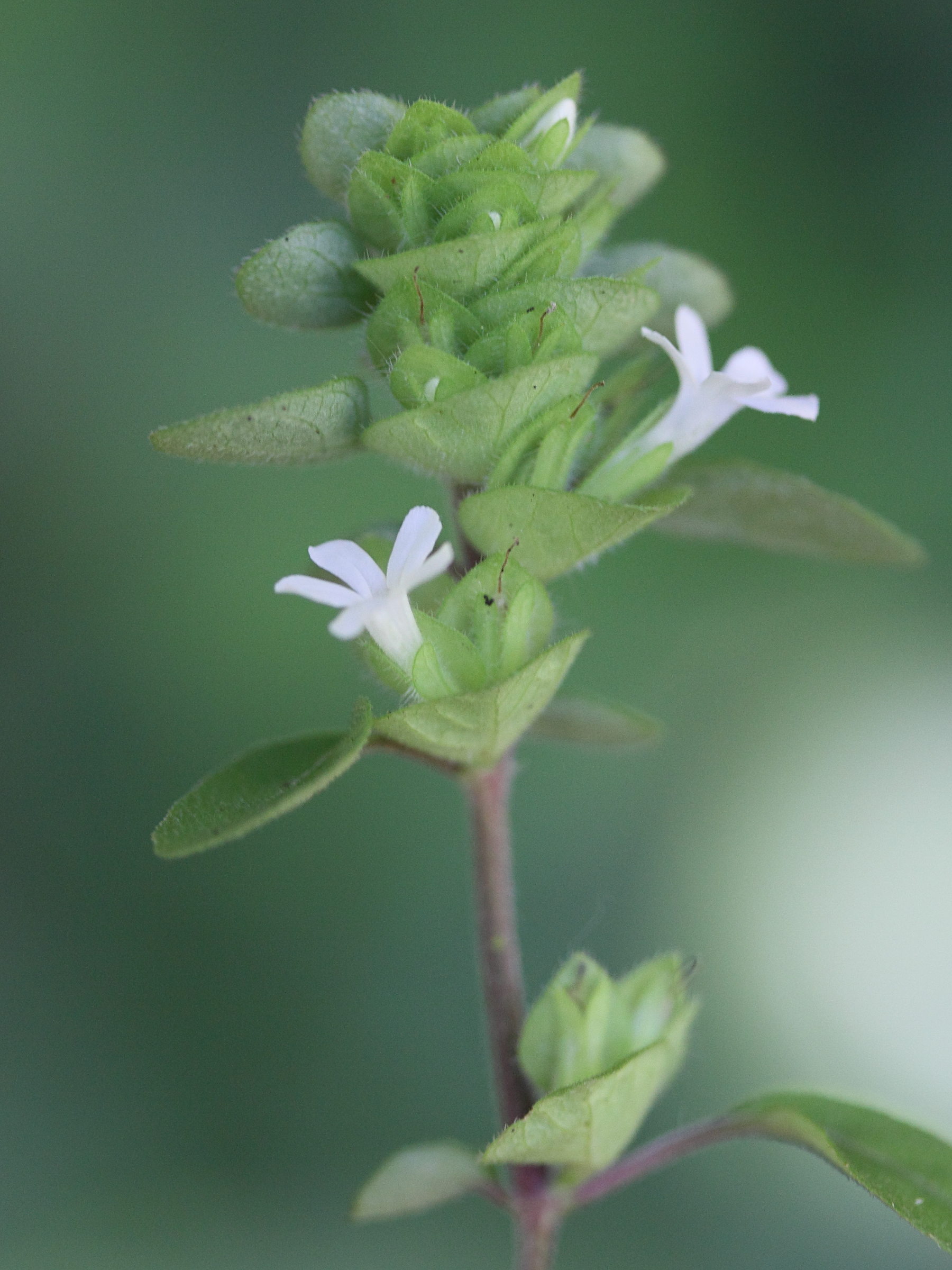 Afficher le média phaulopsis_verticillaris3md phaulopsis_verticillaris3md