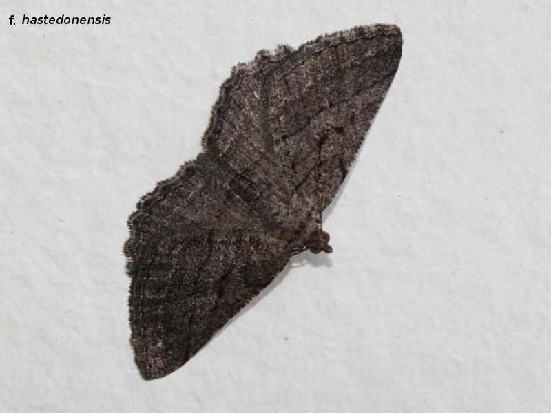 philereme_transversata1md