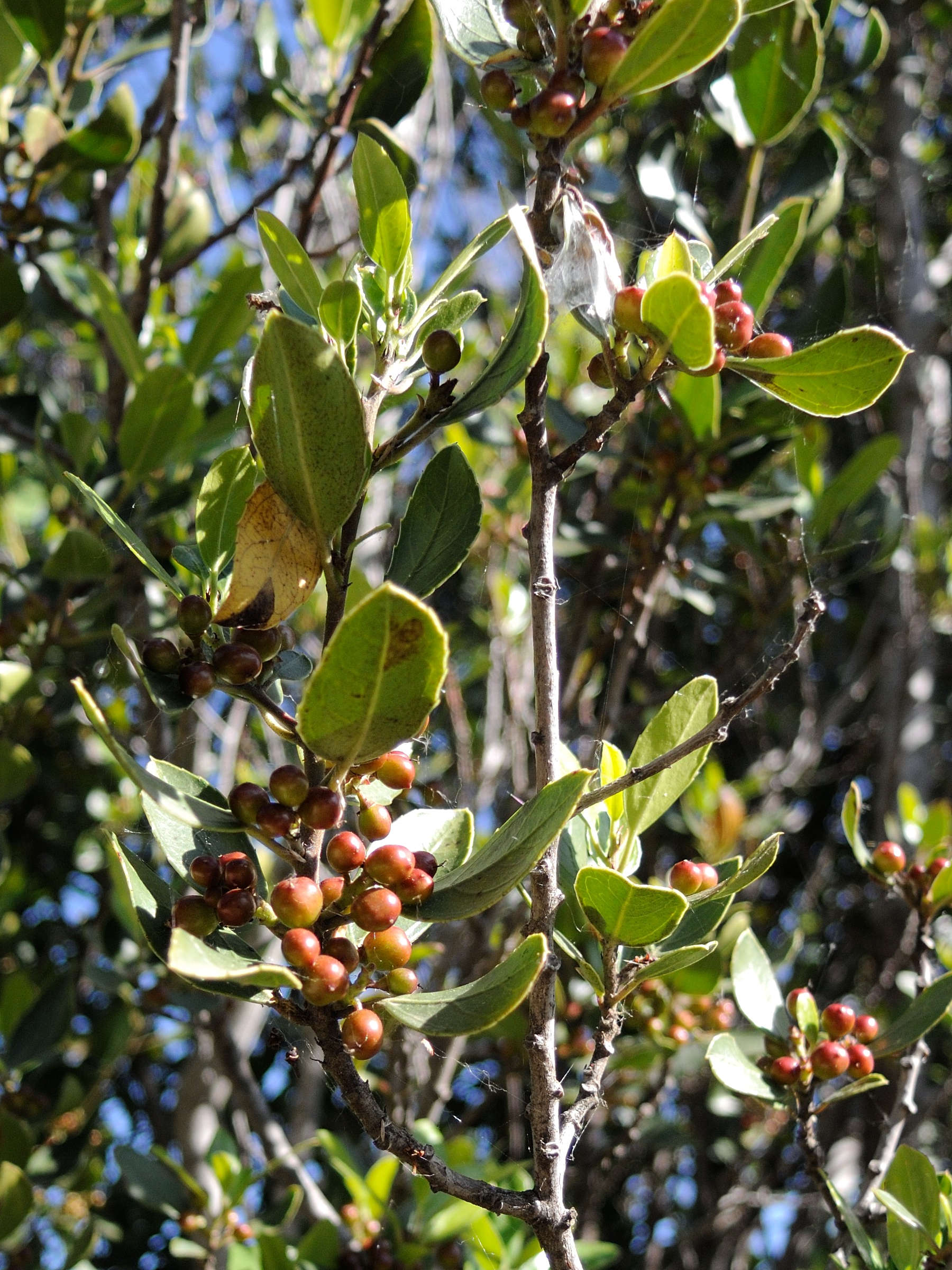 phillyrea_latifolia6md