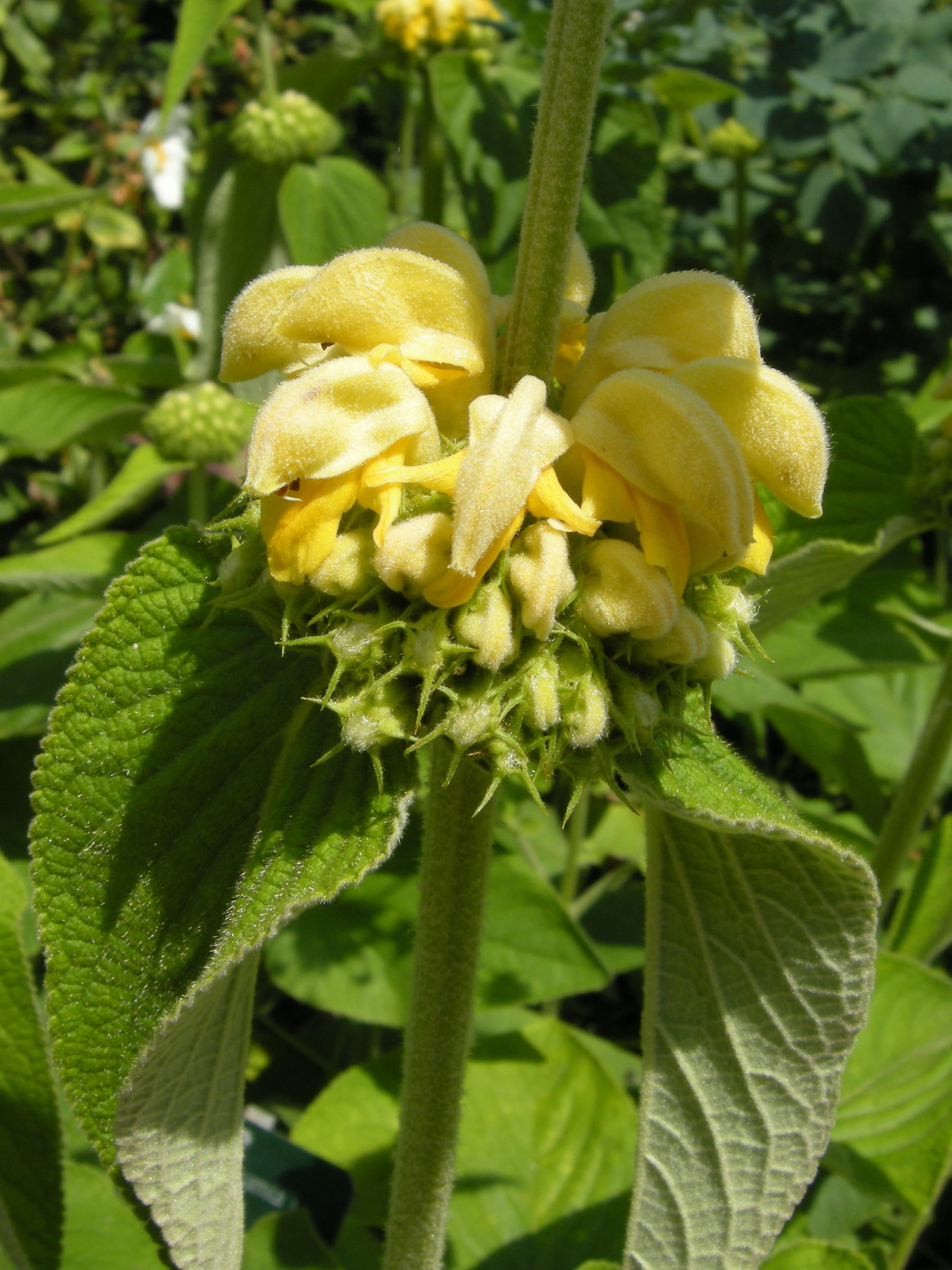 phlomis_bovei2md