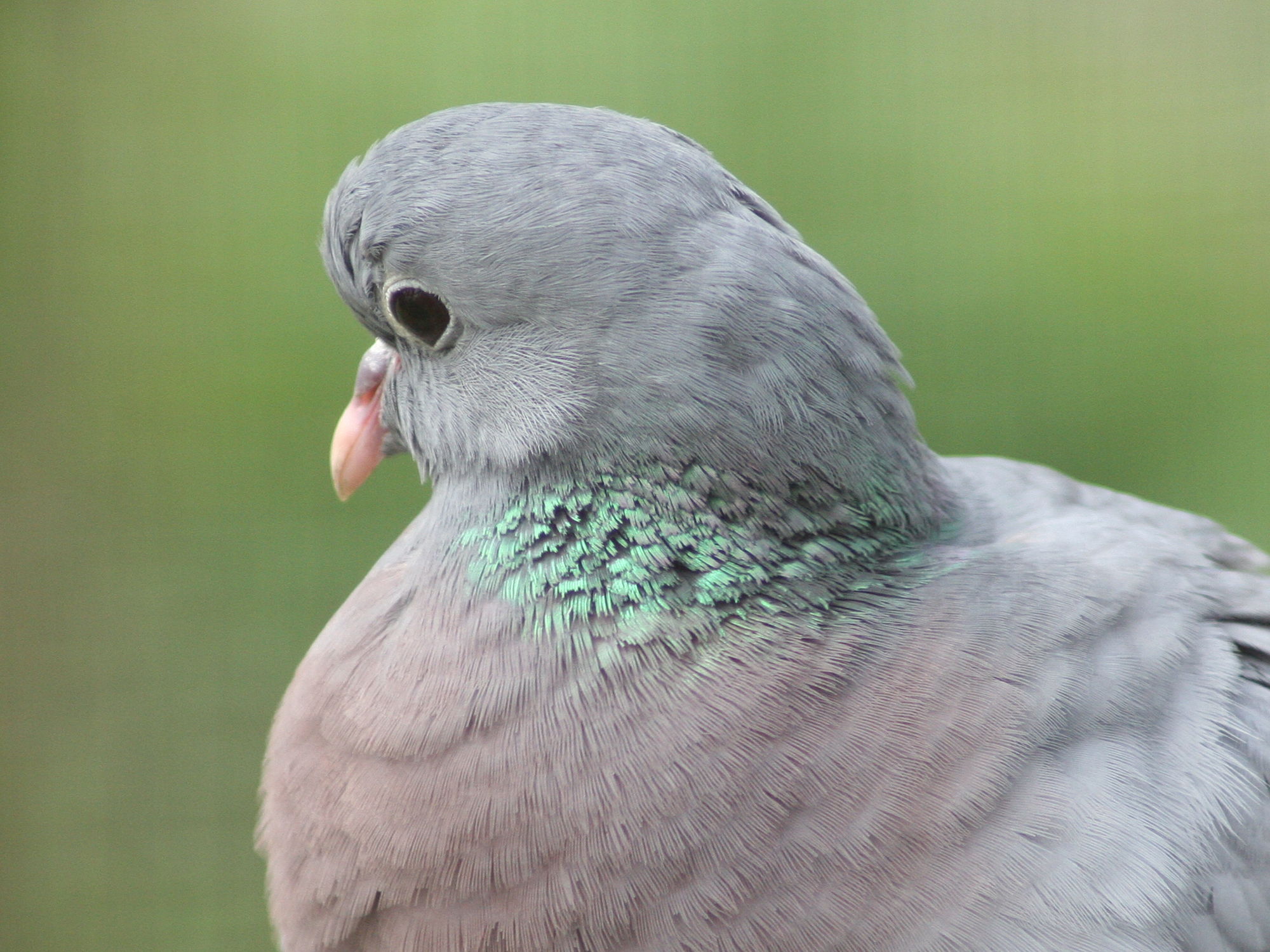 pigeon_colombin_-_columba_oenas2md