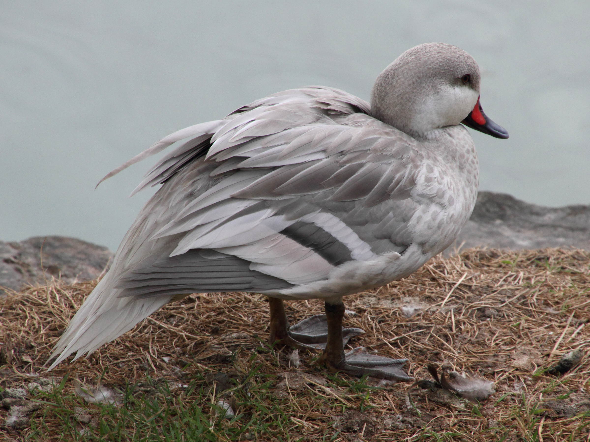 pilet_des_bahamas_-_anas_bahamensis3md