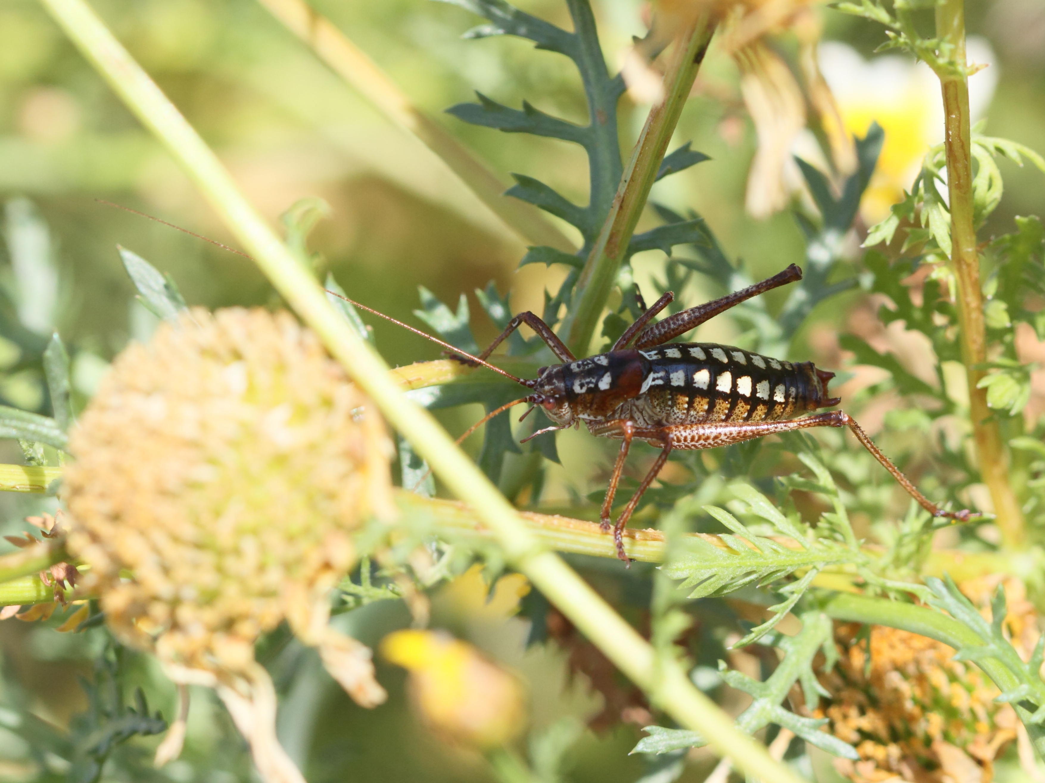 poecilimon_sanctipauli1bd