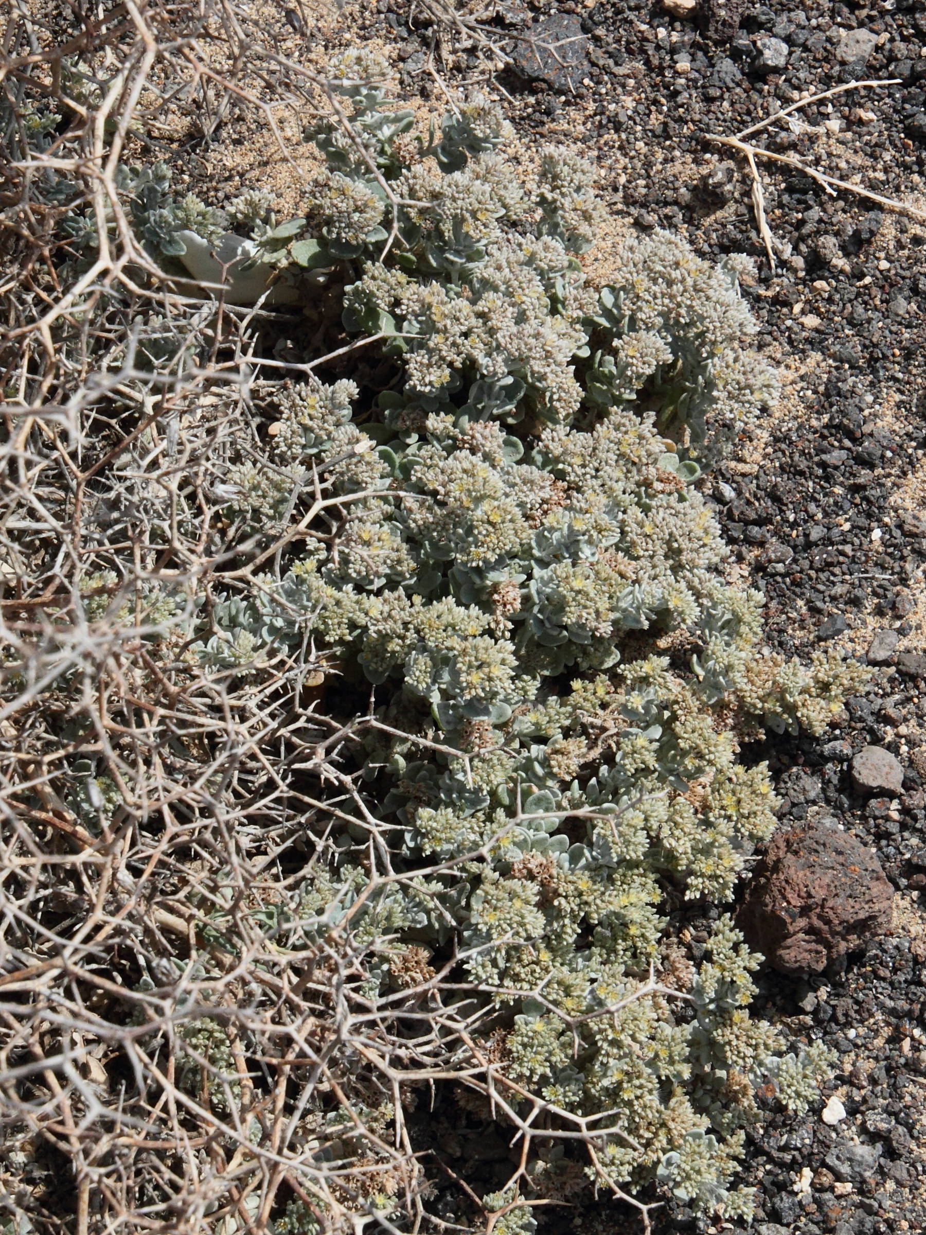 polycarpaea_nivea1md