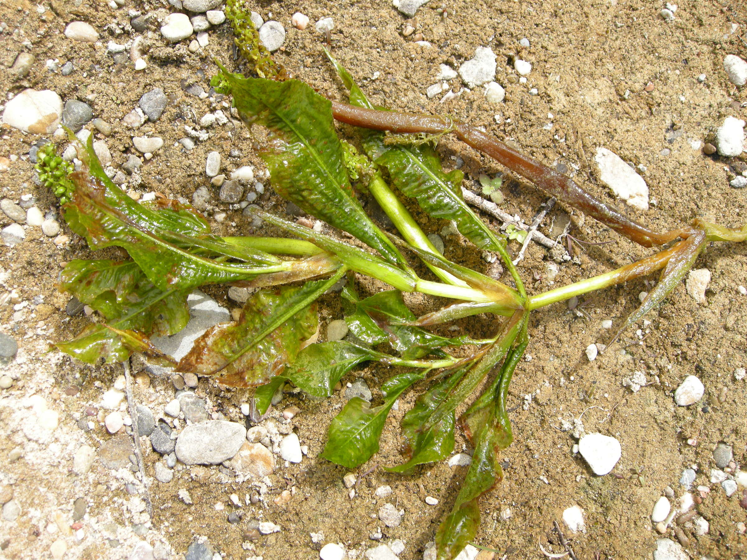 potamogeton_lucens1md