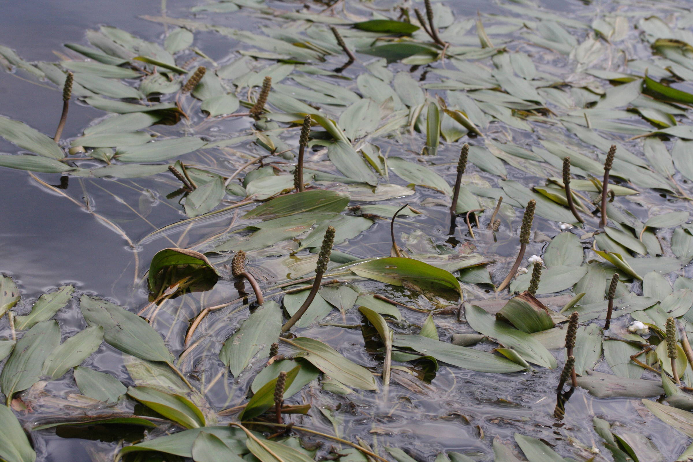 potamogeton_nodosus7md