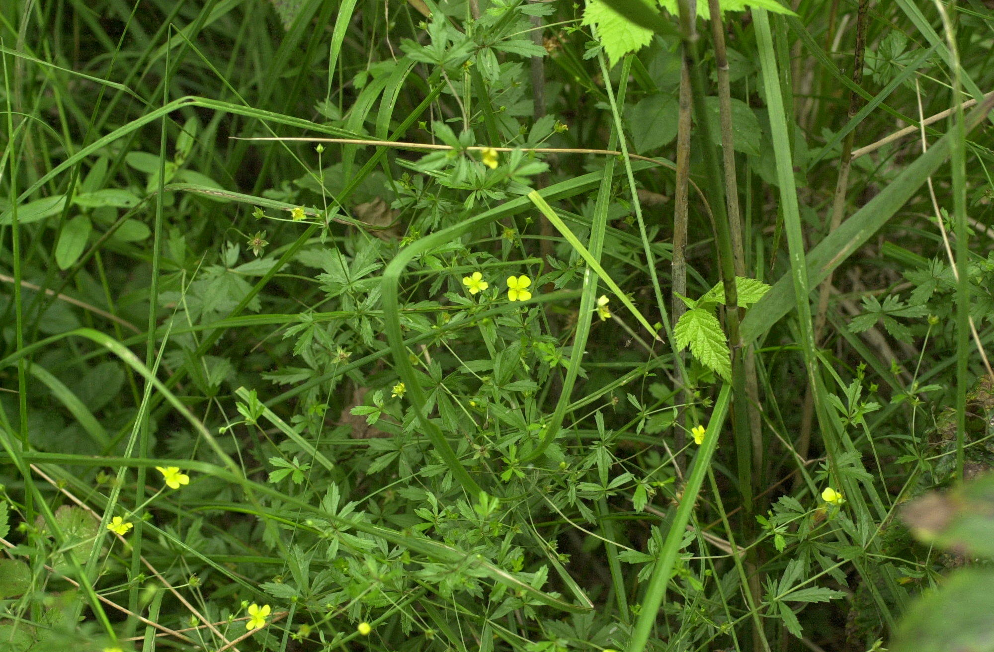 Potentilla_erecta