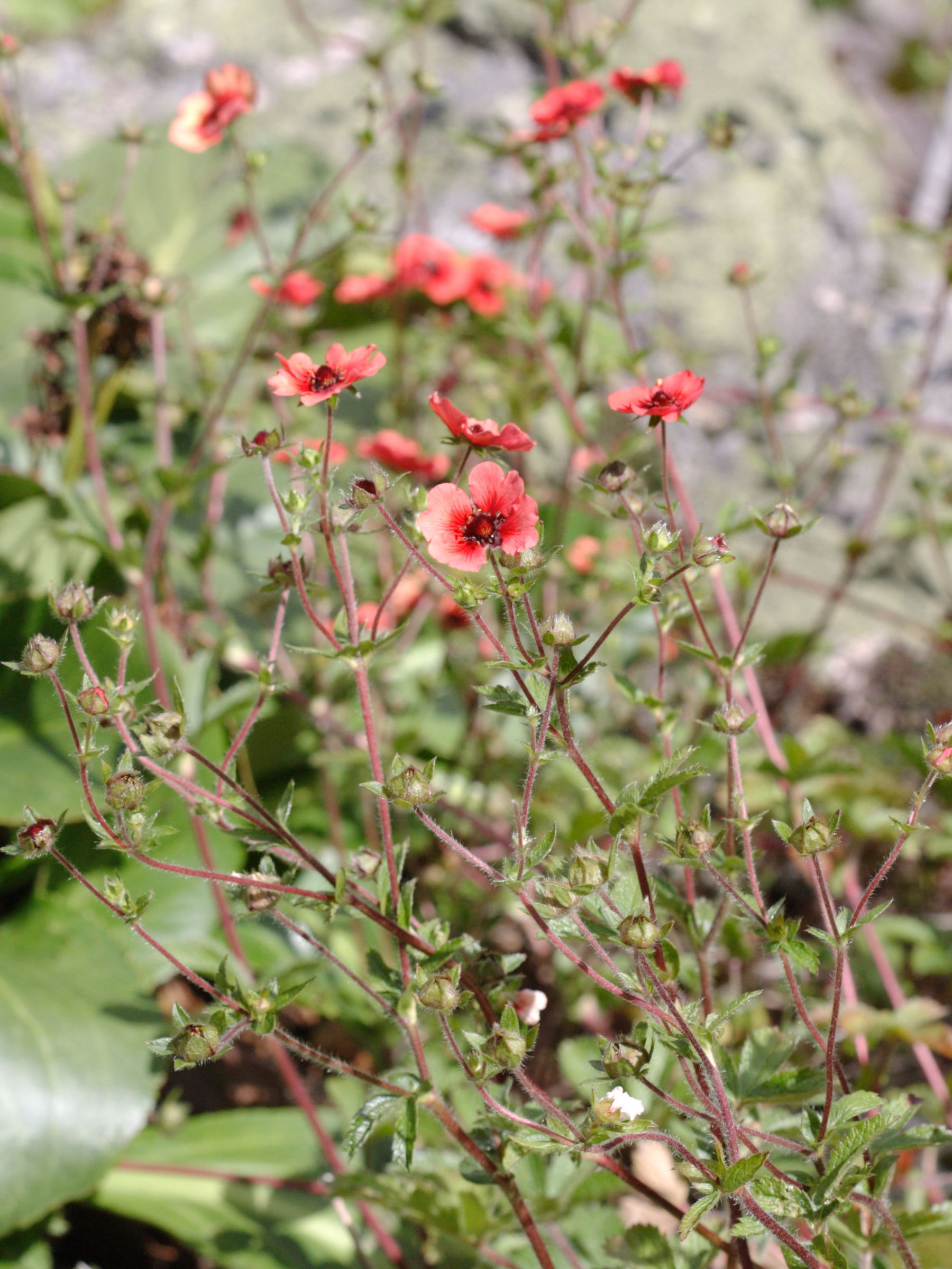 potentilla_nepalensis1bd