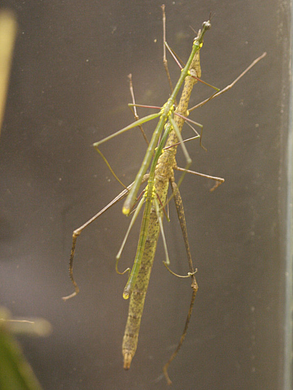 prosarthria_teretrirostris3amd