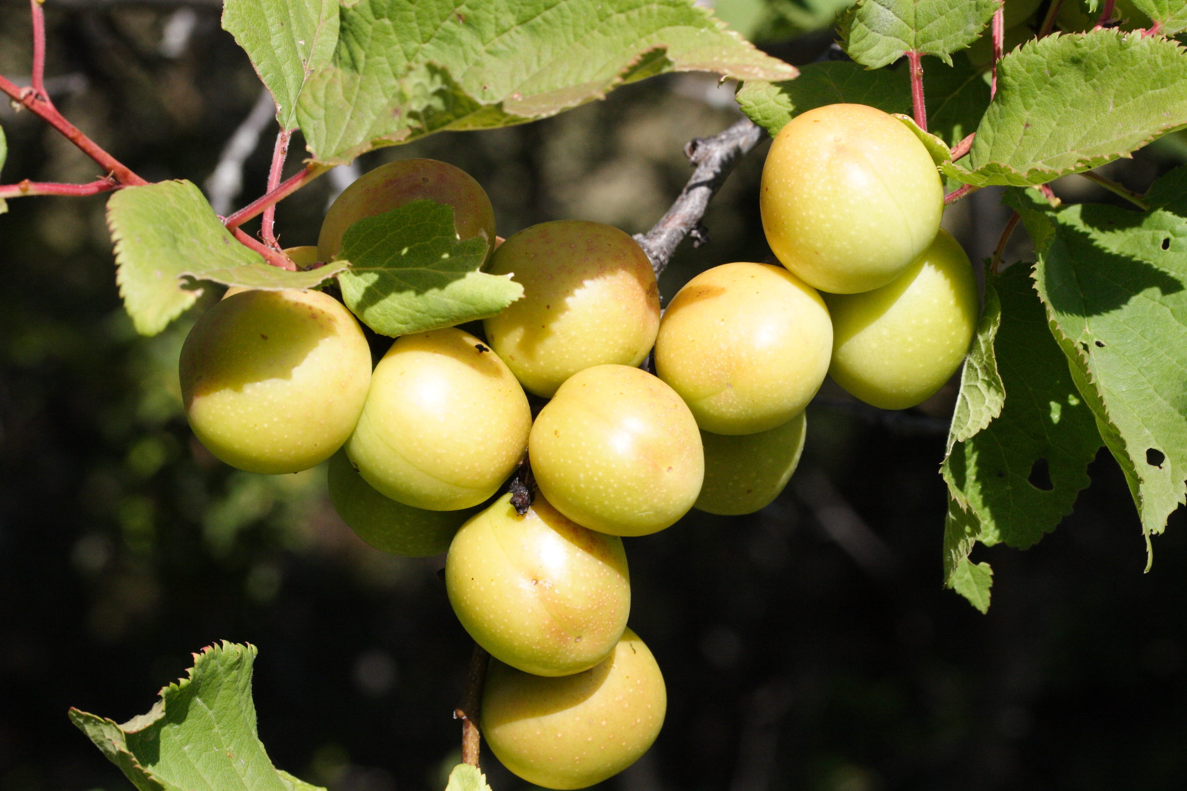 prunus_brigantina3md