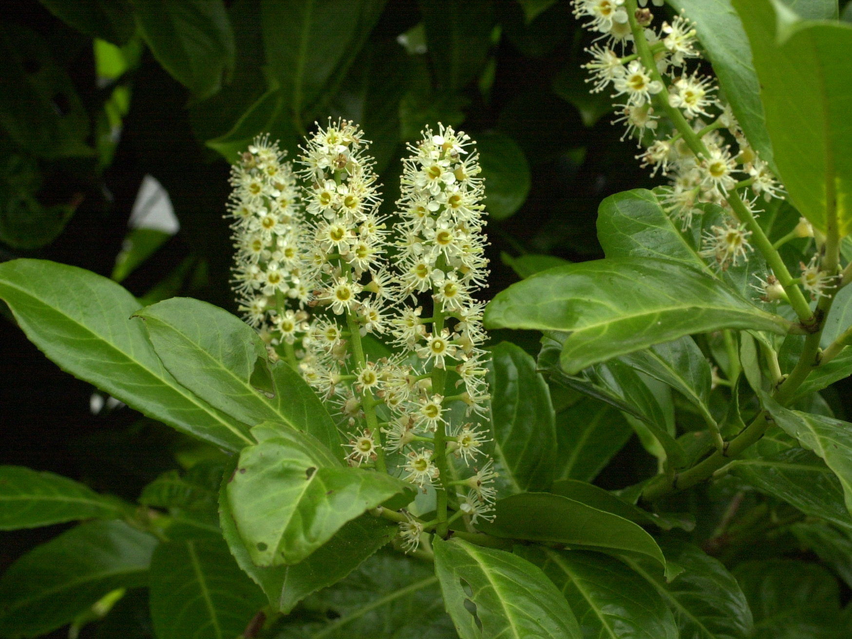 prunus_laurocerasus2amd