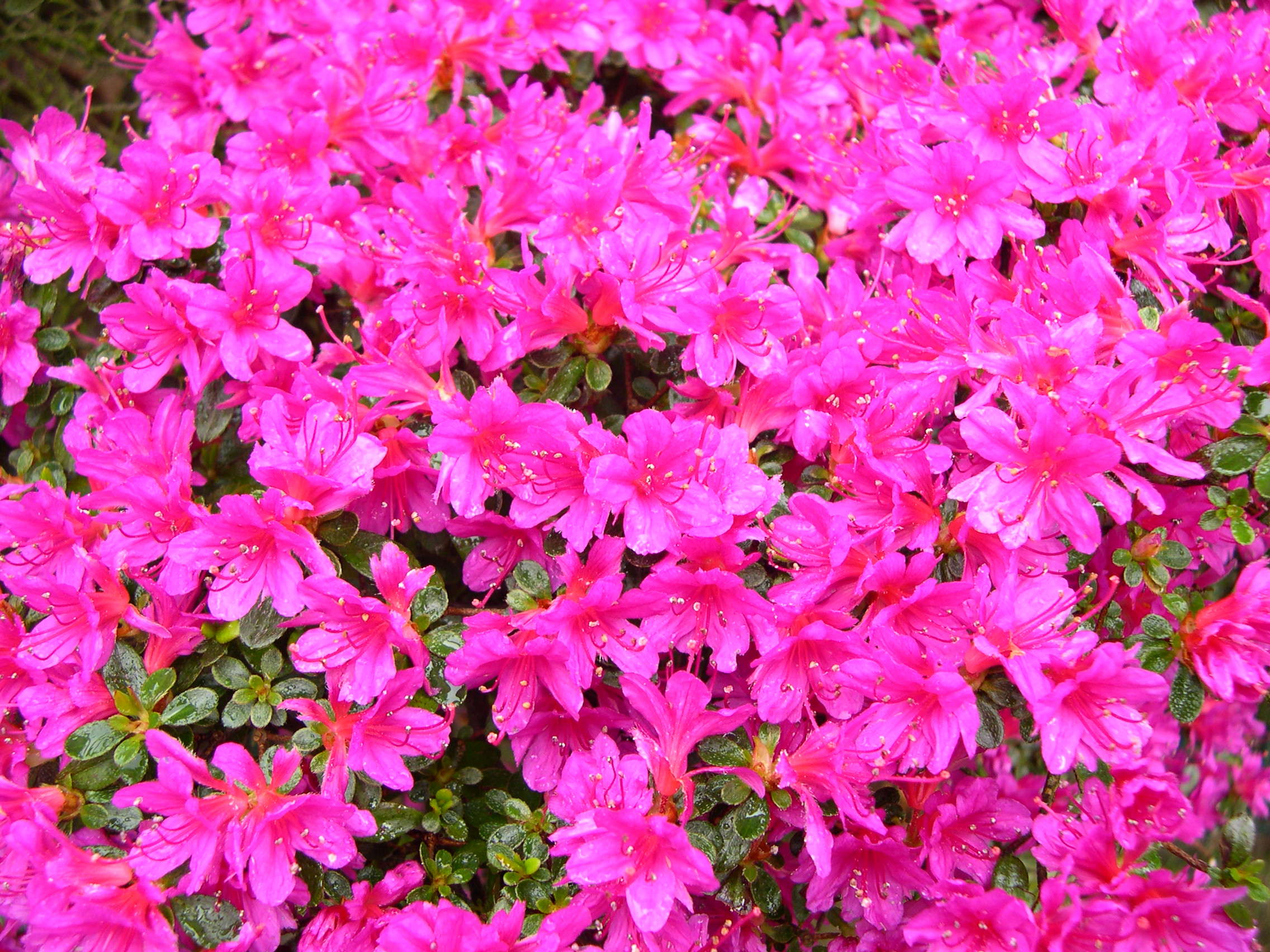 Afficher le média rhododendron_kiusianum_amoena2md rhododendron_kiusianum_amoena2md