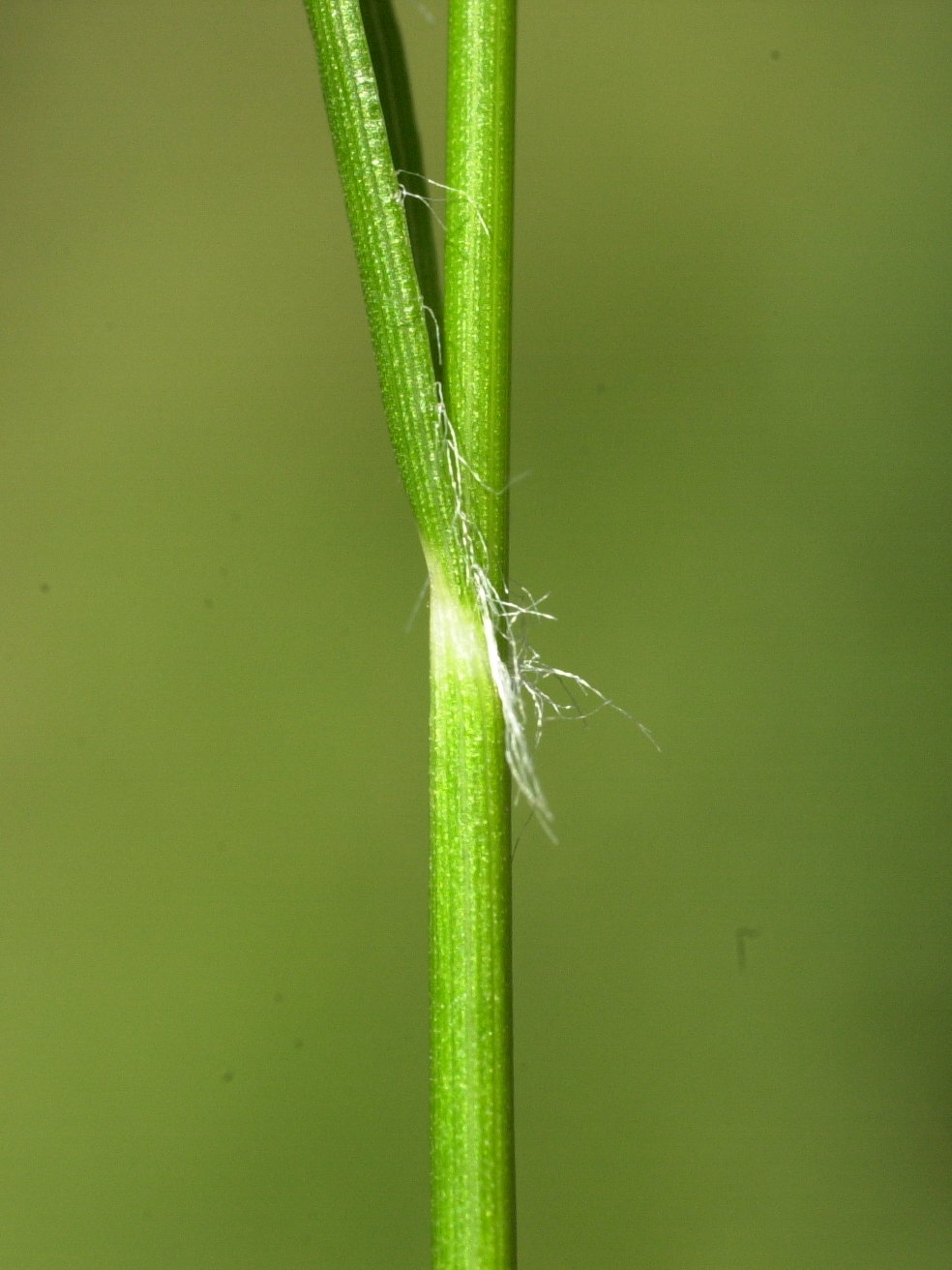 rhynchospora_alba3md