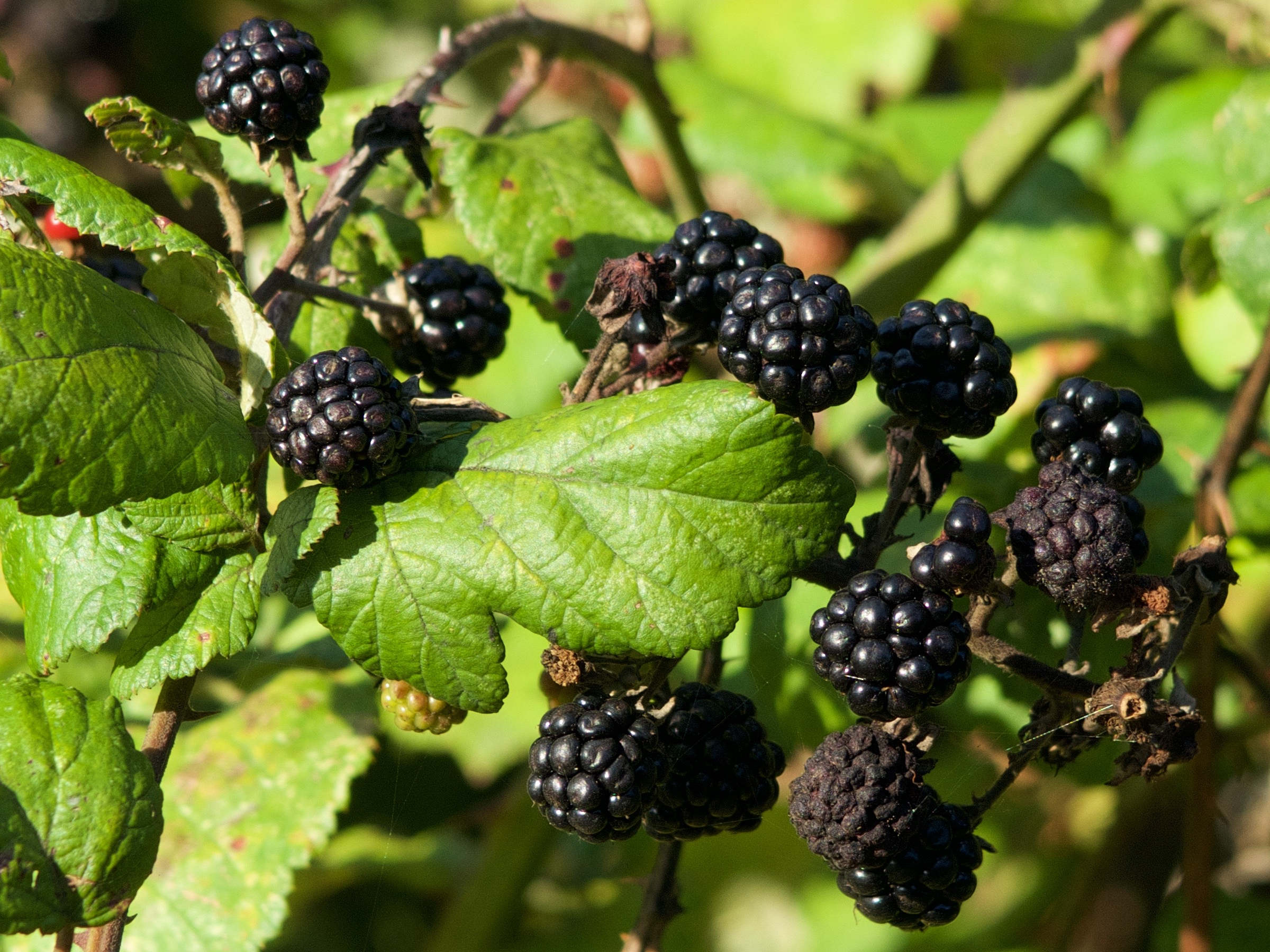 rubus_aggr_fruticosus1md