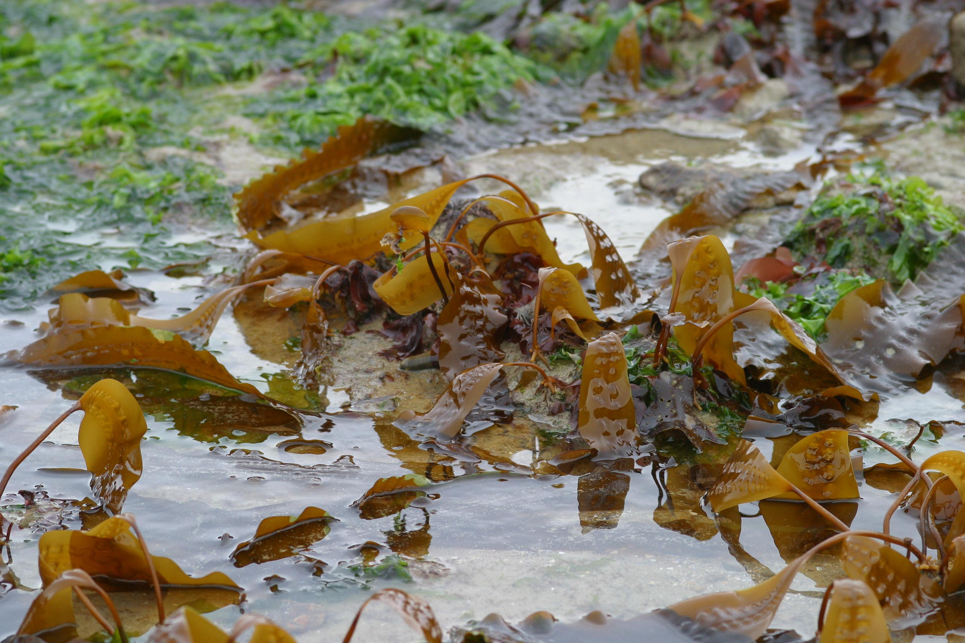 Afficher le média Saccharina_latissima Saccharina_latissima