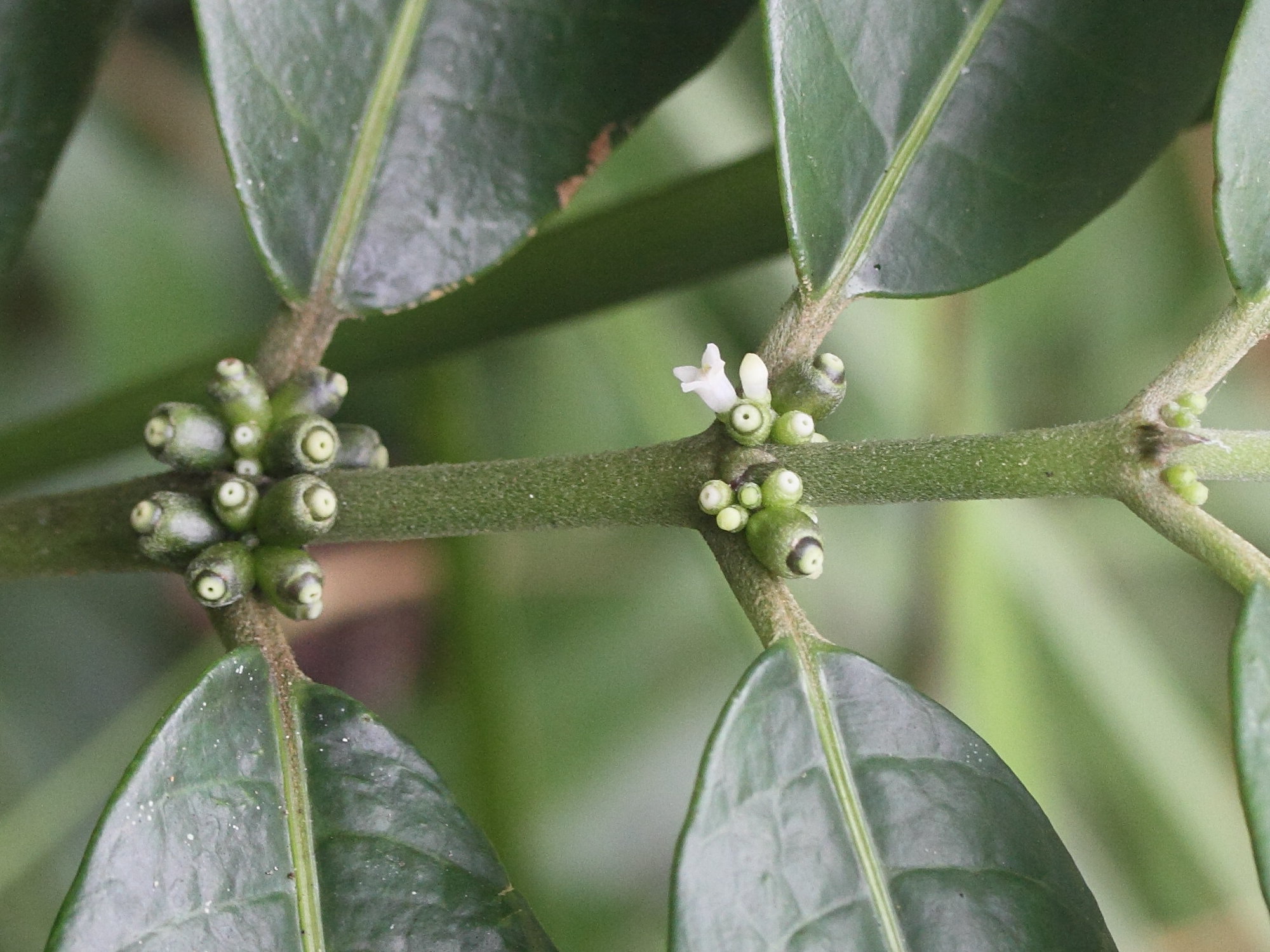 Afficher le média saldinia_boiviniana2md saldinia_boiviniana2md