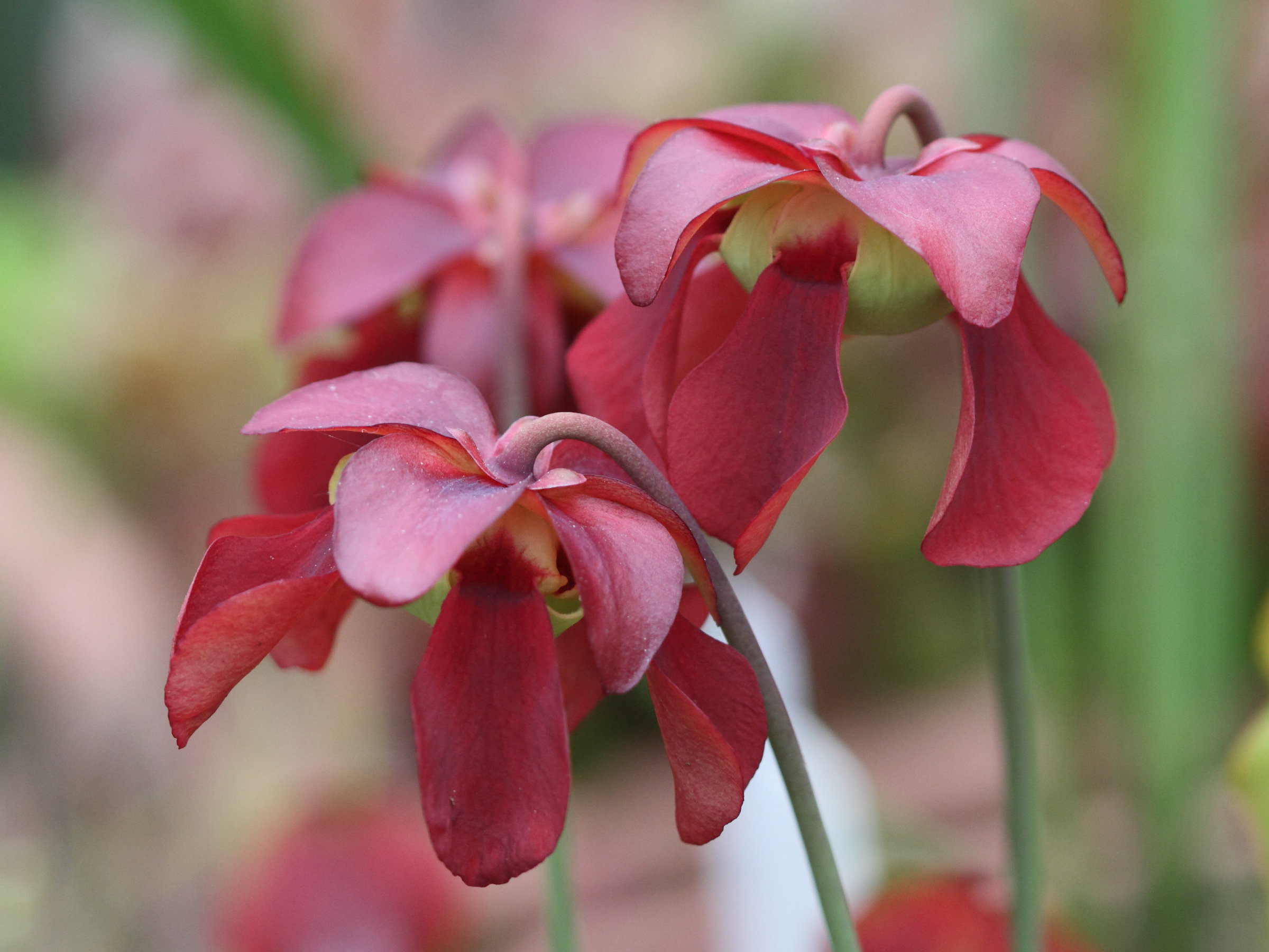 Afficher le média sarracenia_rubra_gulfensis2bd sarracenia_rubra_gulfensis2bd