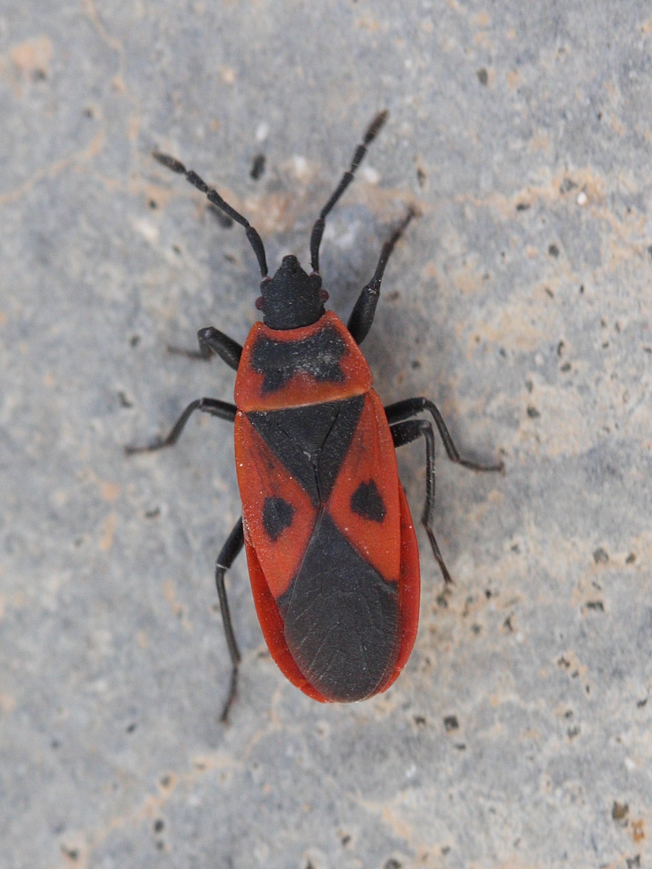 scantius_aegyptius1md