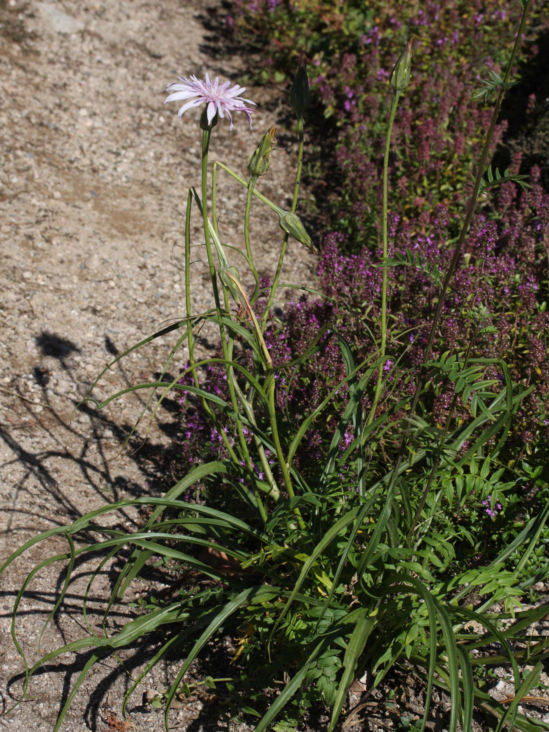 scorzonera_purpurea1md