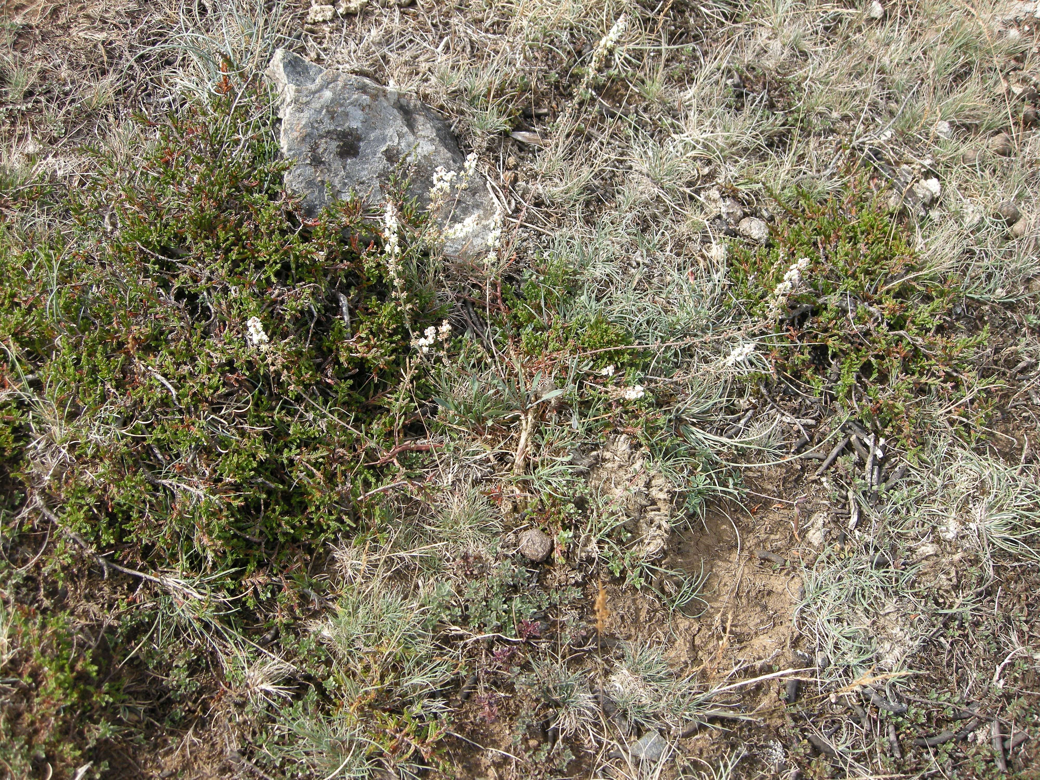 sesamoides_purpurascens1md