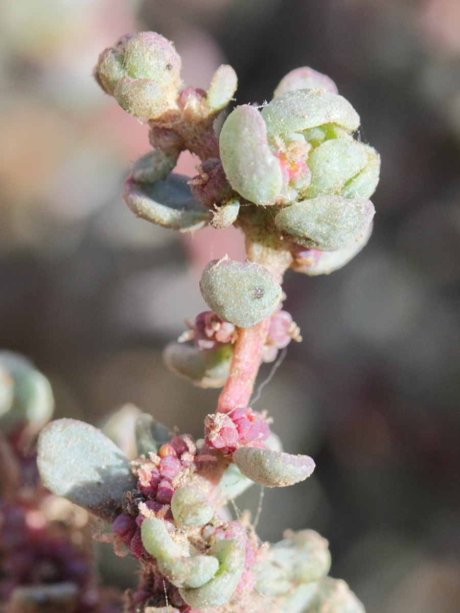 Suaeda_vermiculata