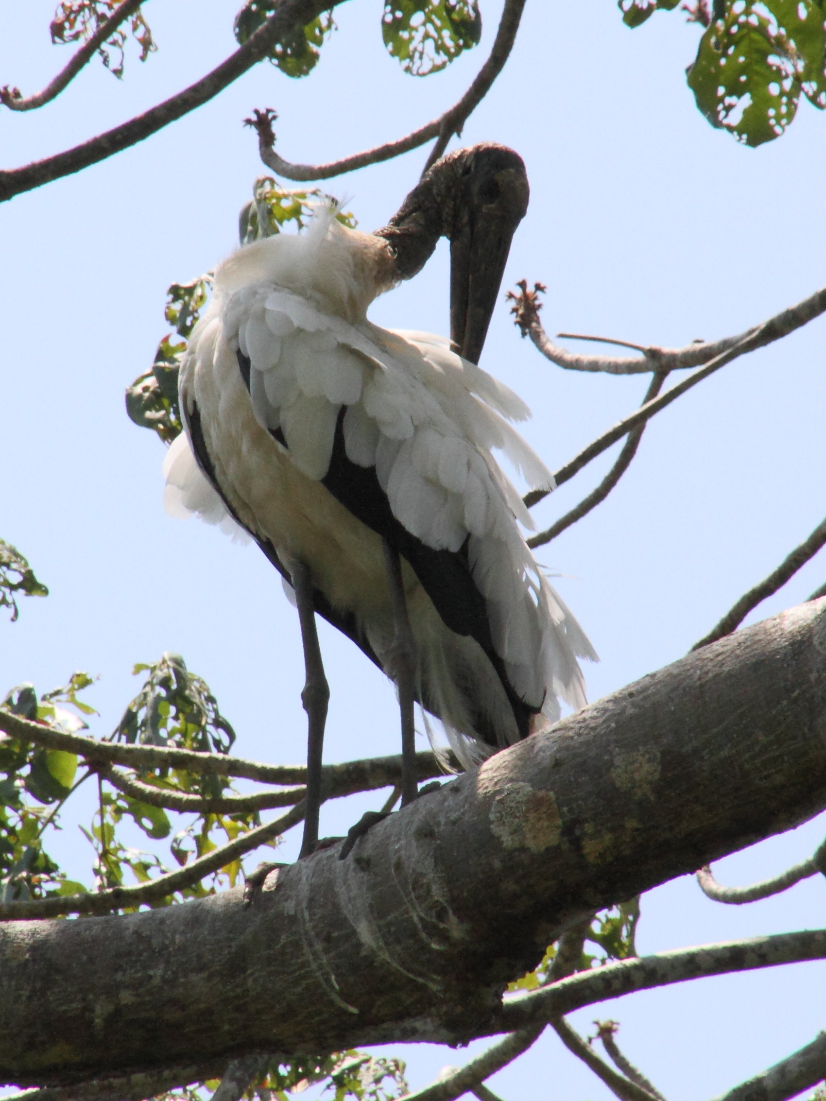 tantale_d-amerique_-_mycteria_americana1md