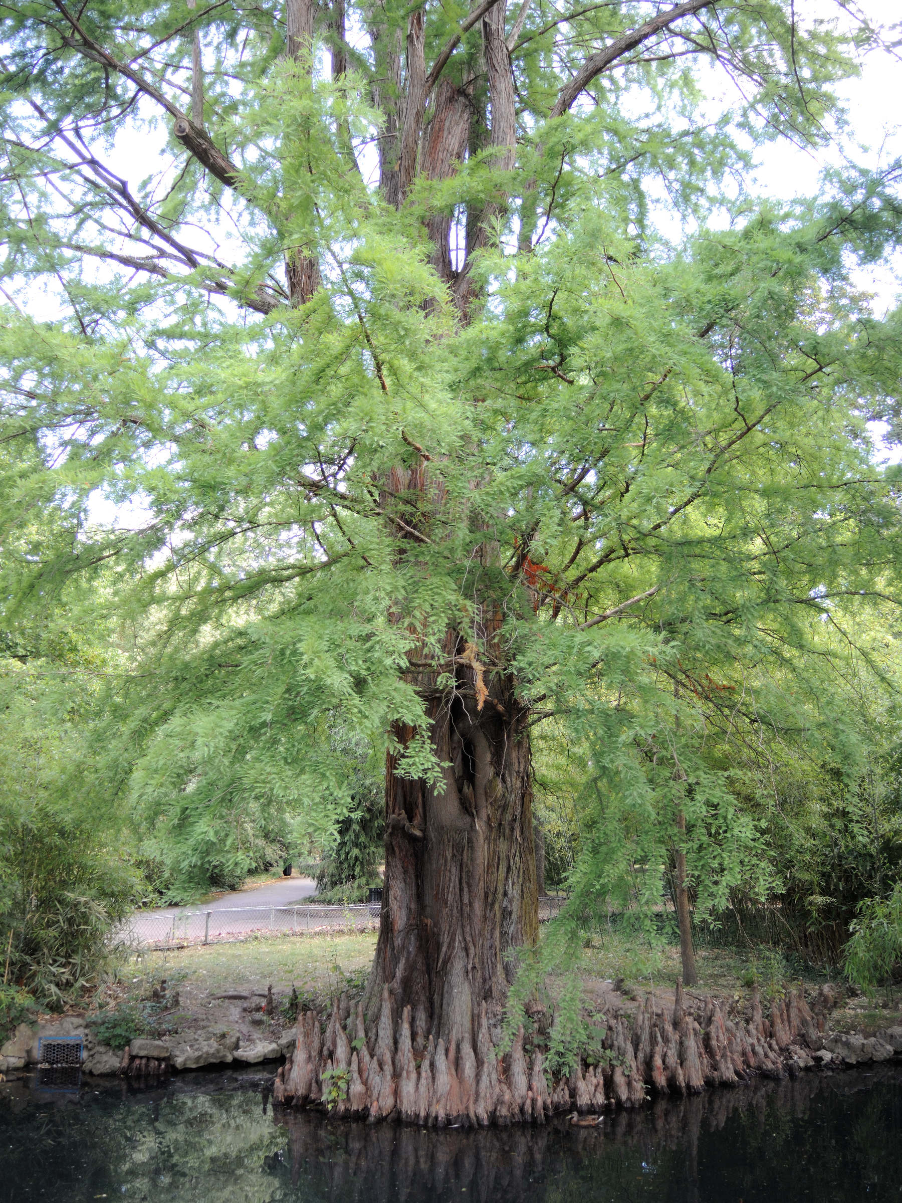 Afficher le média taxodium_distichum12md taxodium_distichum12md