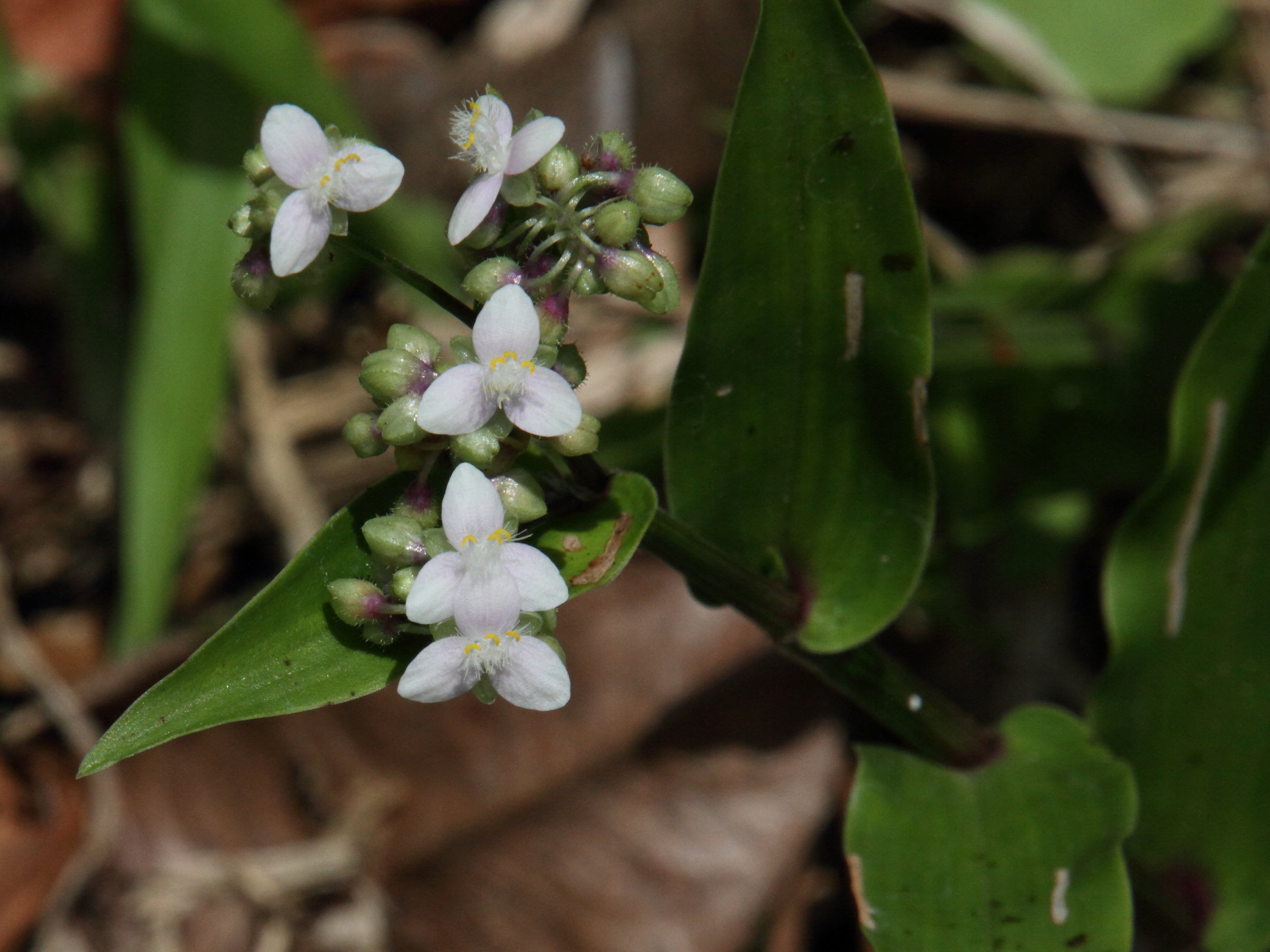 tripogandra_serrulata2md