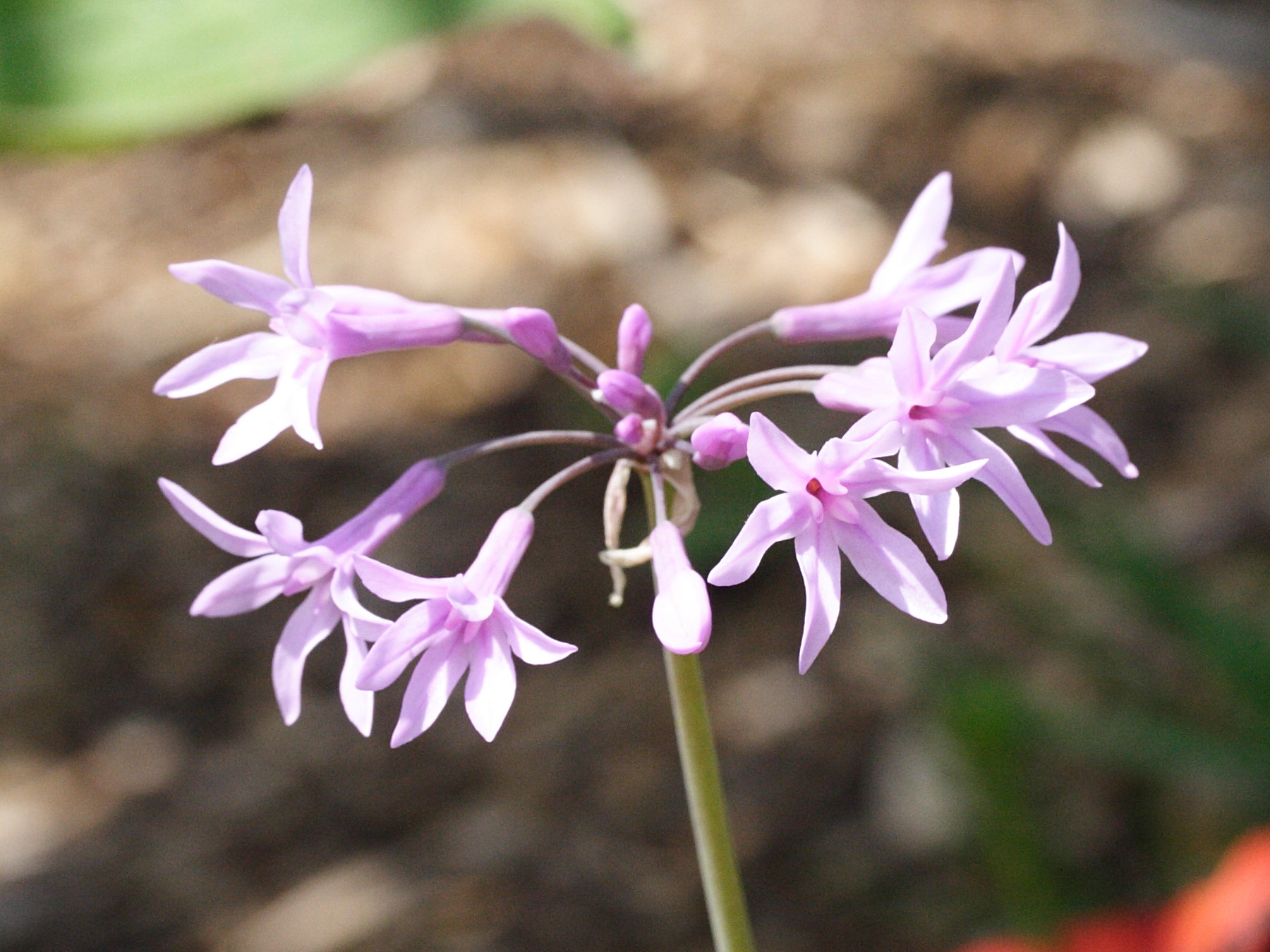 tulbaghia_violacea2md