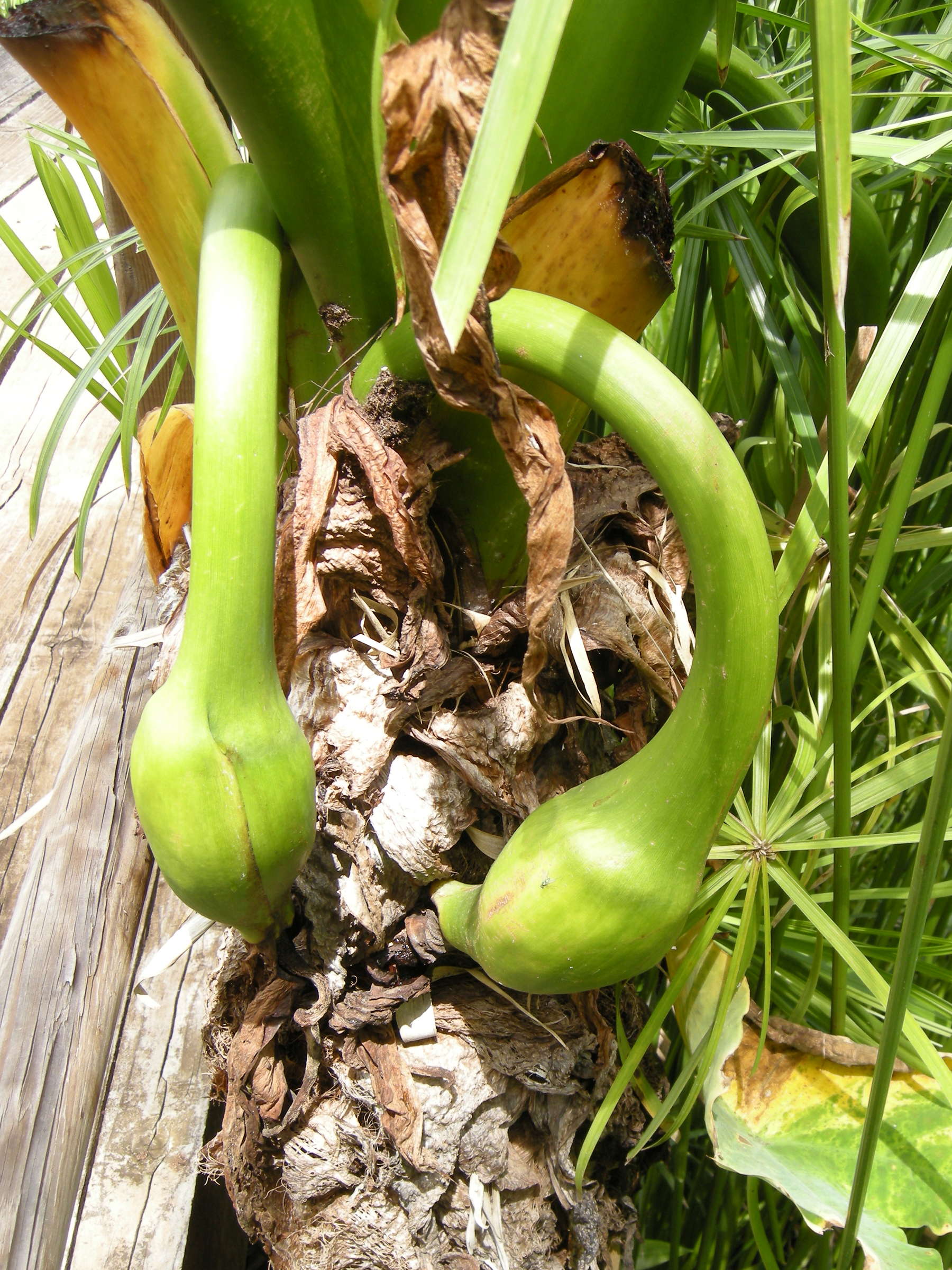 typhonodorum_lindleyanum1md