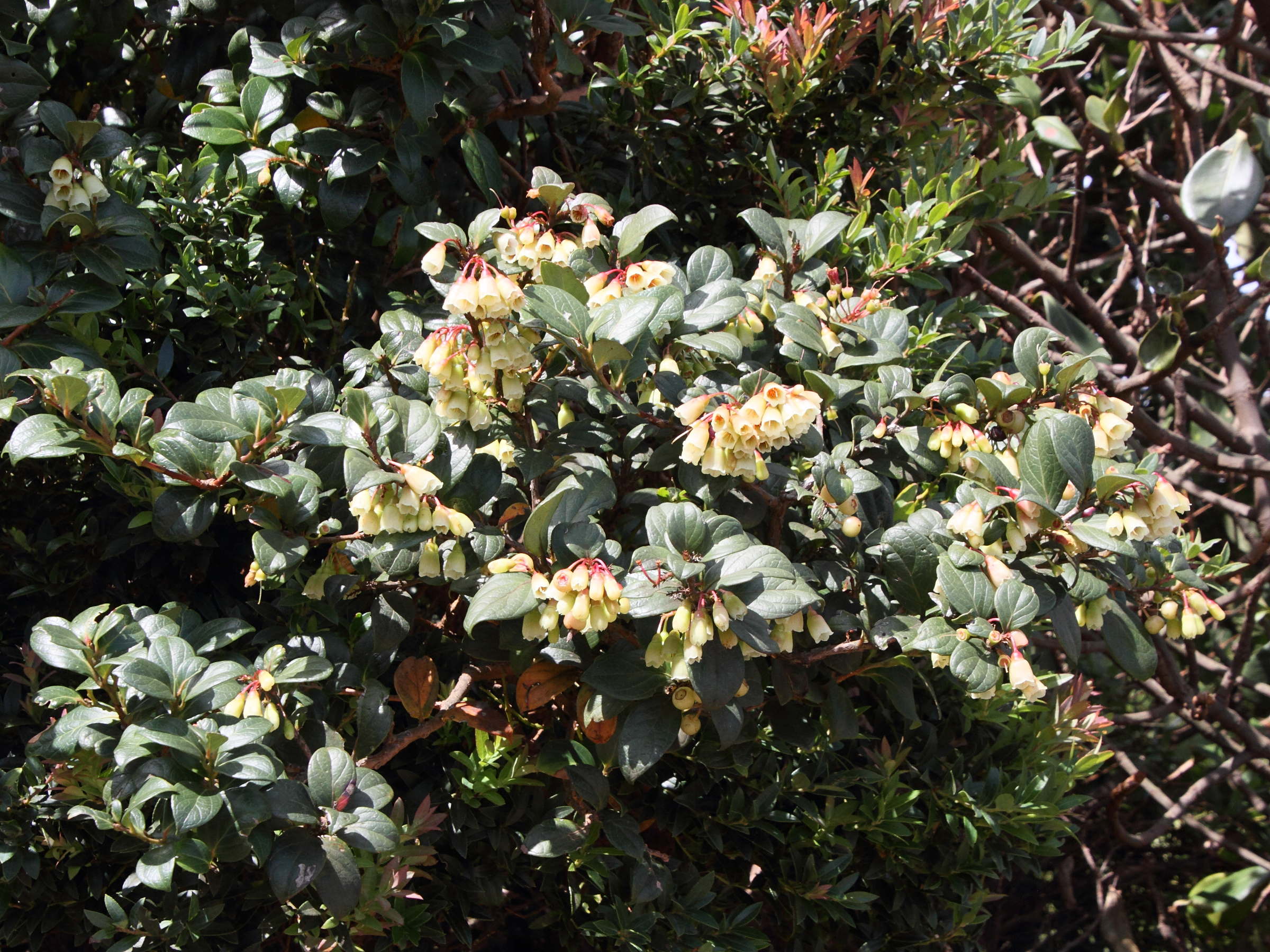 vaccinium_poasanum1md