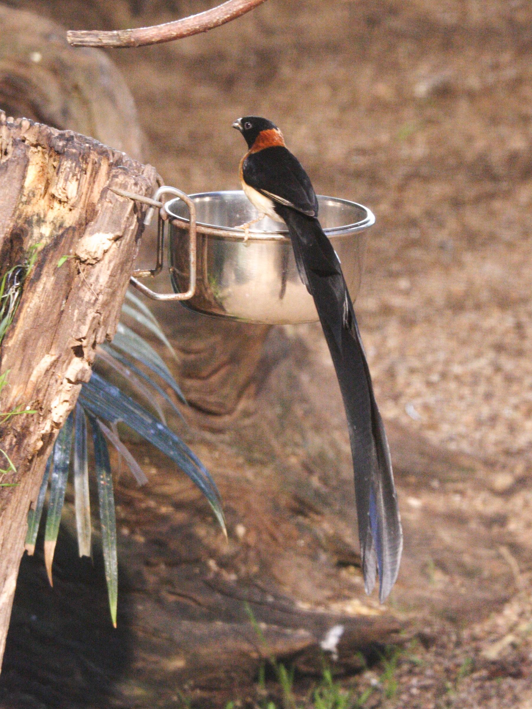 veuve_a_collier_d-or_-_vidua_orientalis2bd