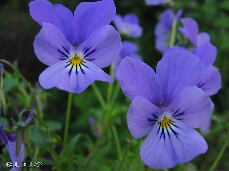 Afficher le média Viola_hispida Viola_hispida