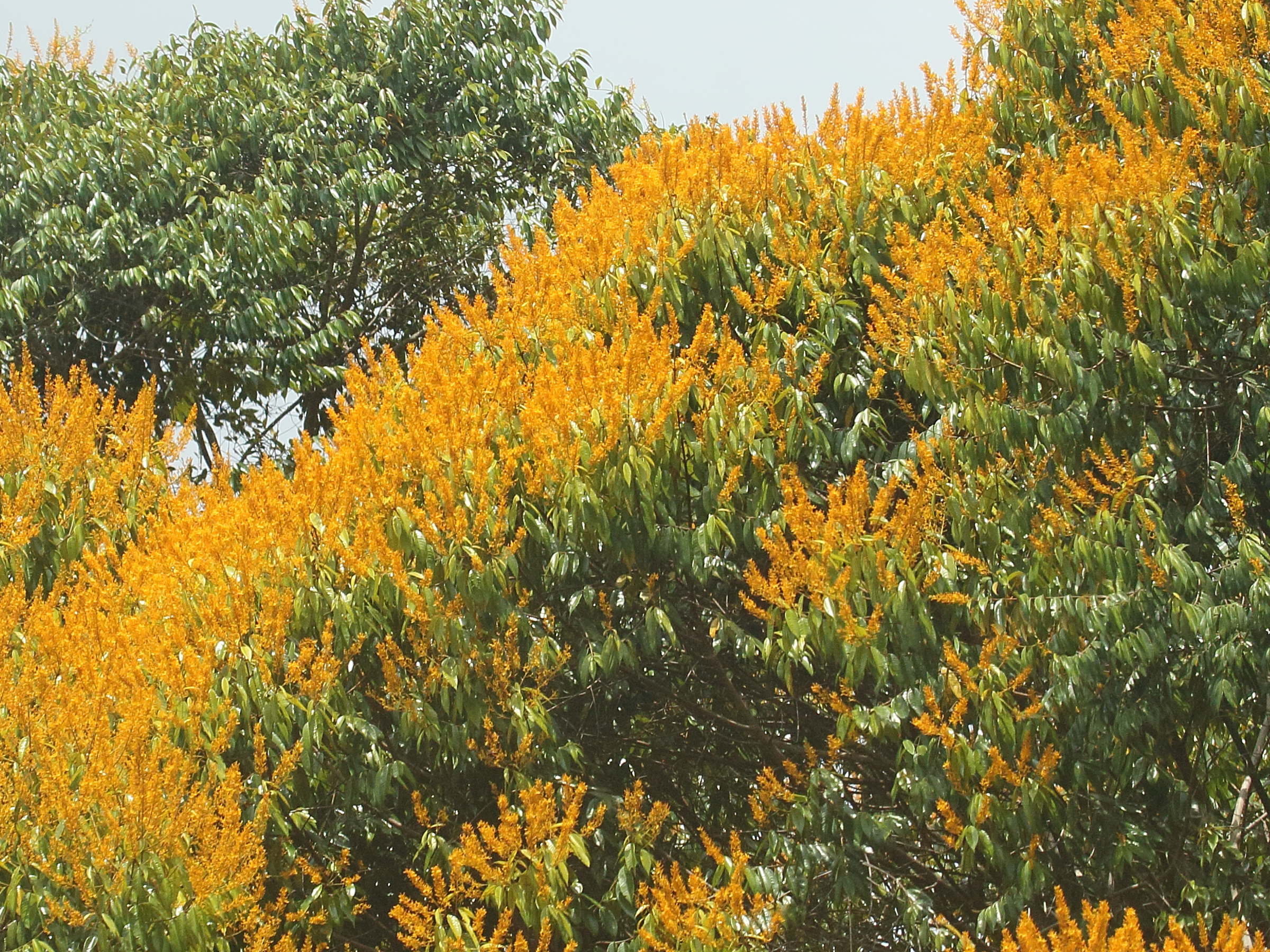 vochysia_guatemalensis3bd