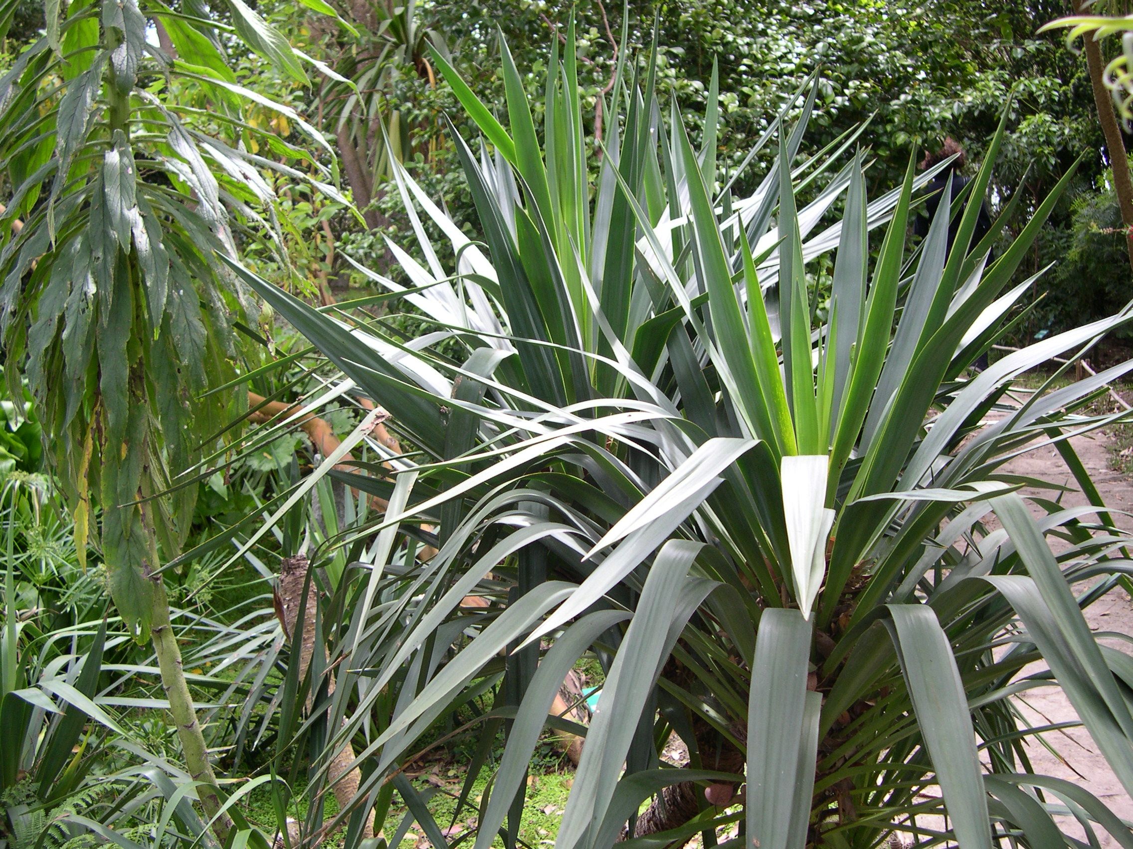 yucca_gloriosa2md