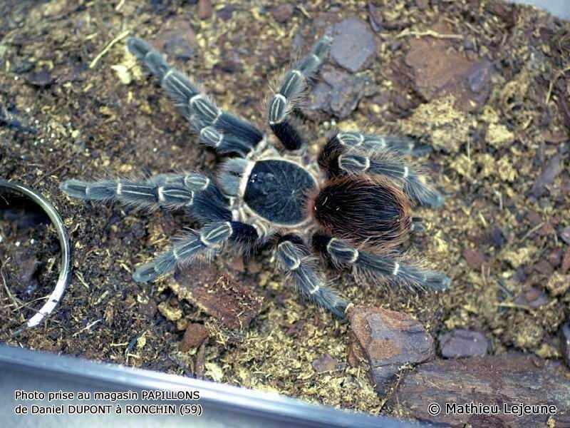 acanthoscurria_insubtilis1ml