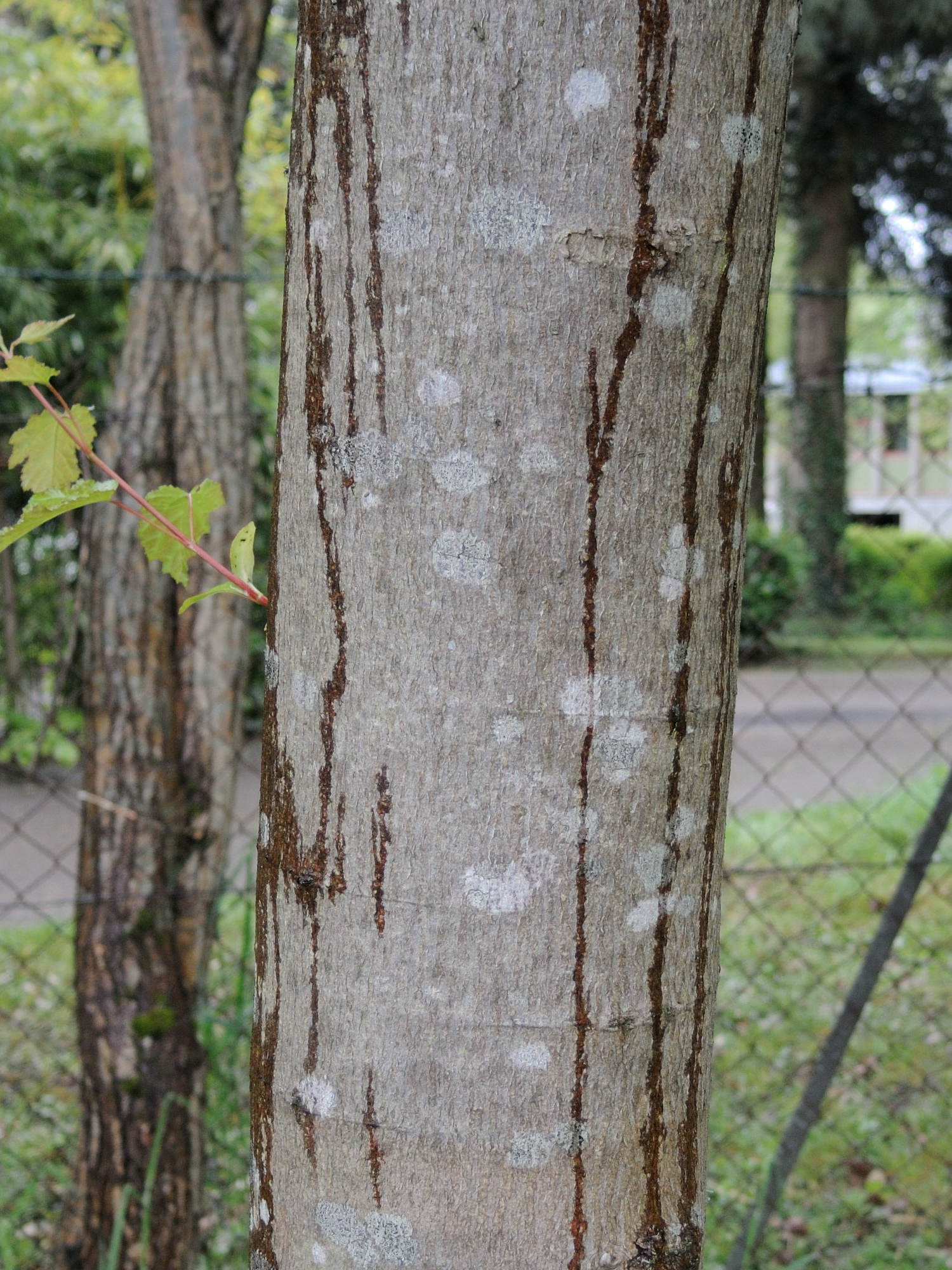 Afficher le média acer_tataricum3md acer_tataricum3md