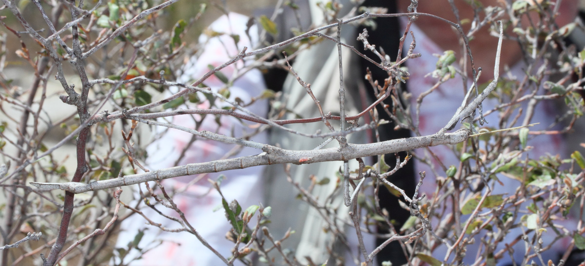 achrioptera_impennis5md