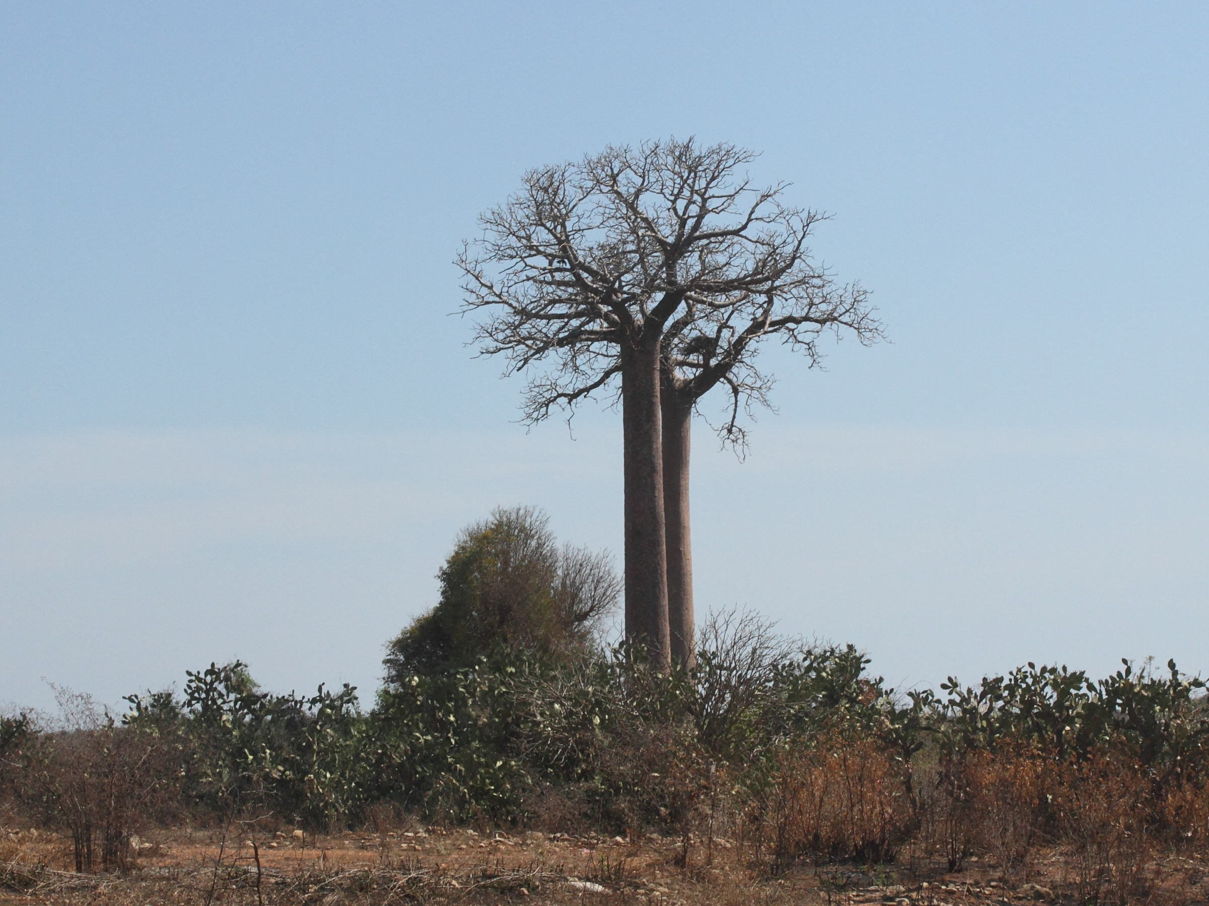 adansonia_za1md