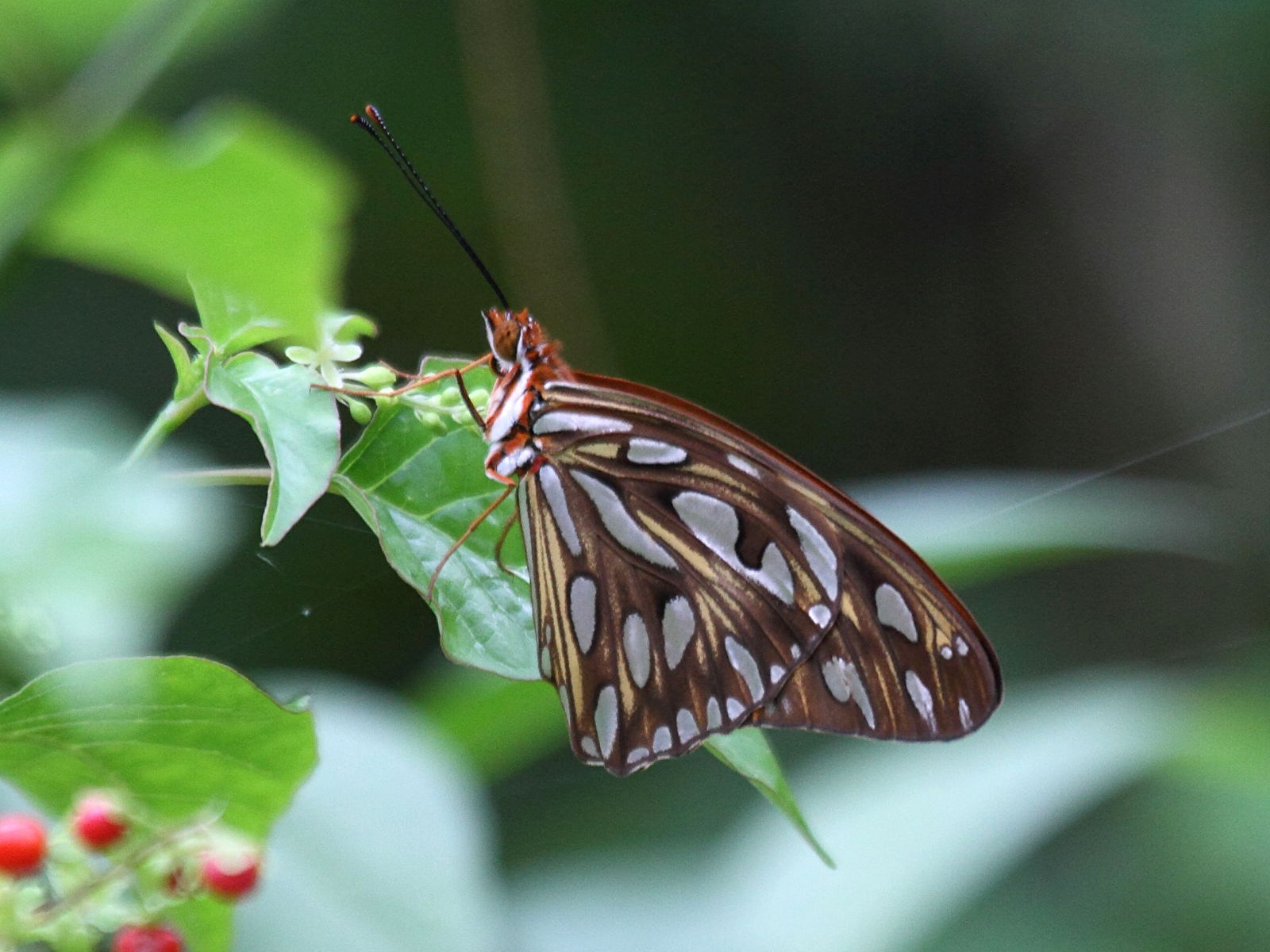 agraulis_vanillae_insularis1bd