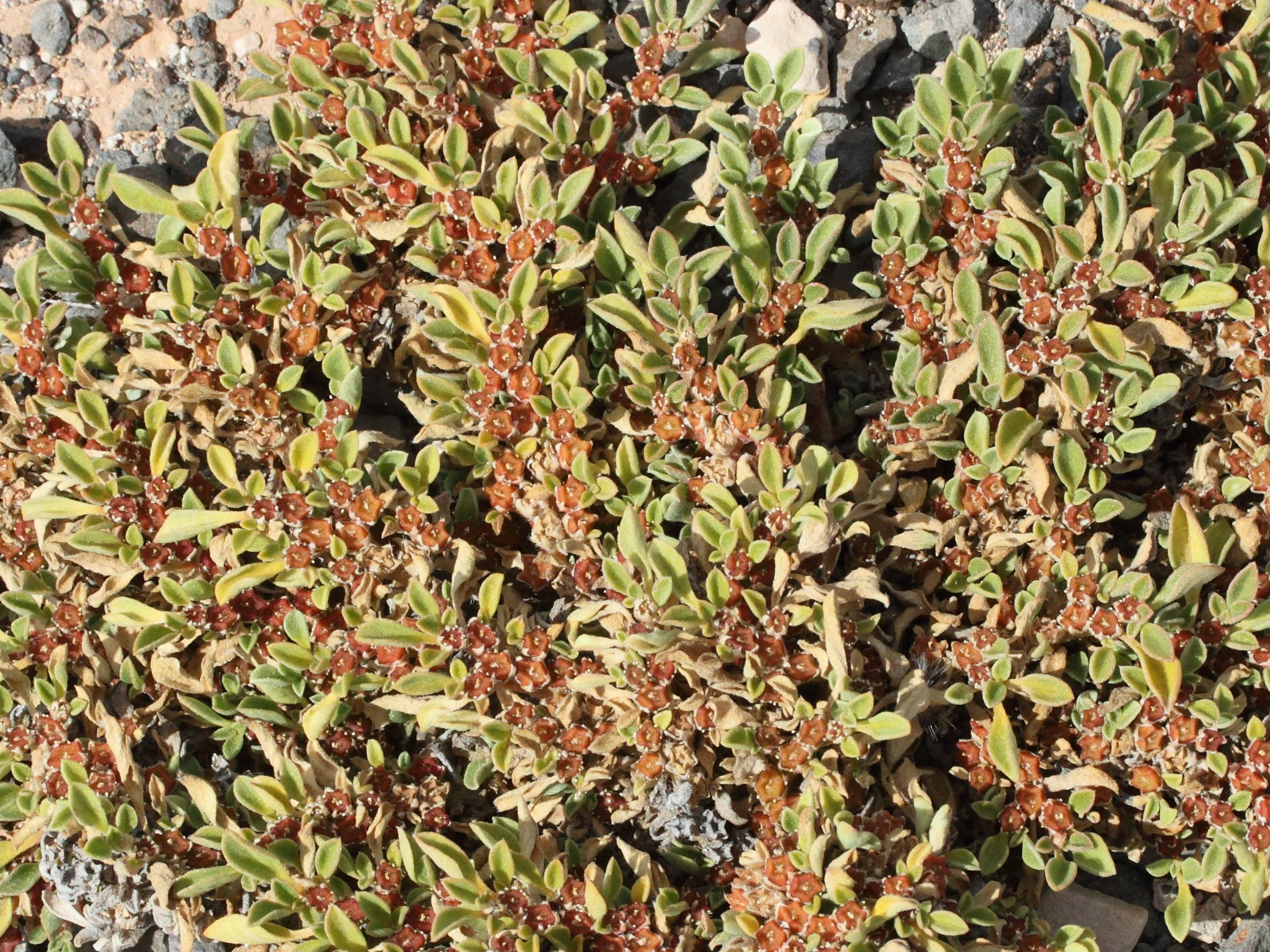 aizoon_canariense4md