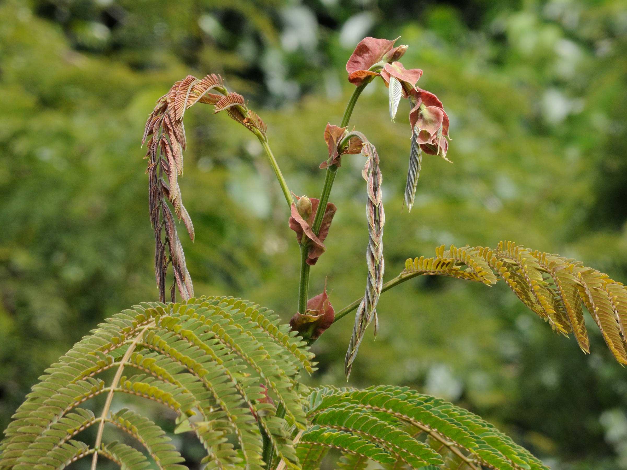 albizia_chinensis2md