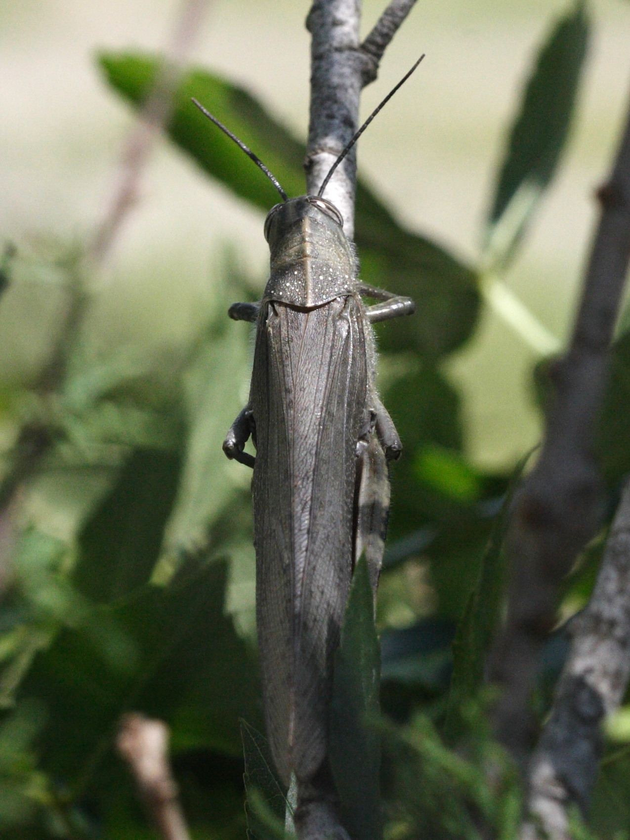 anacridium_aegyptium5md