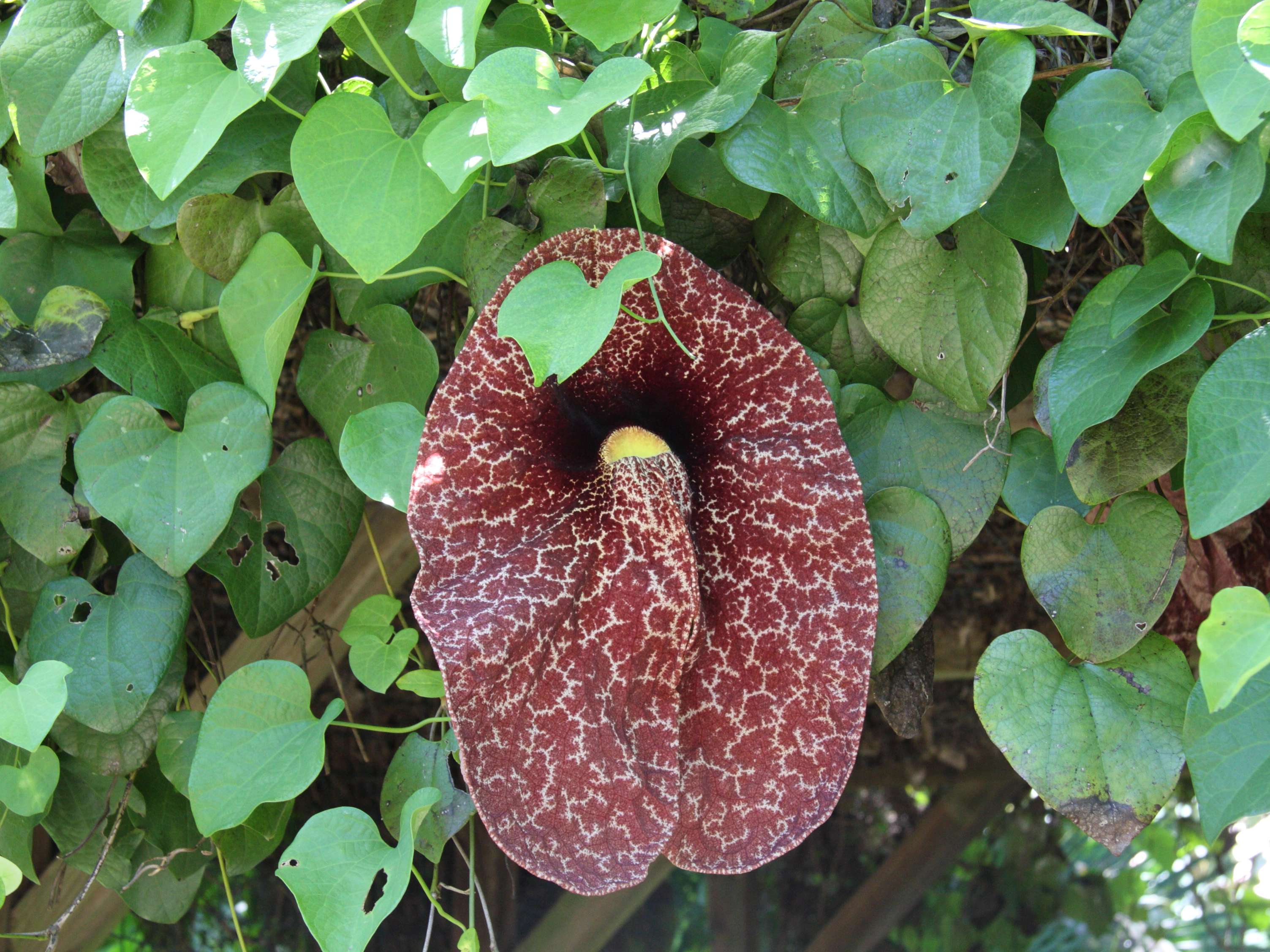 aristolochia_gigantea4md