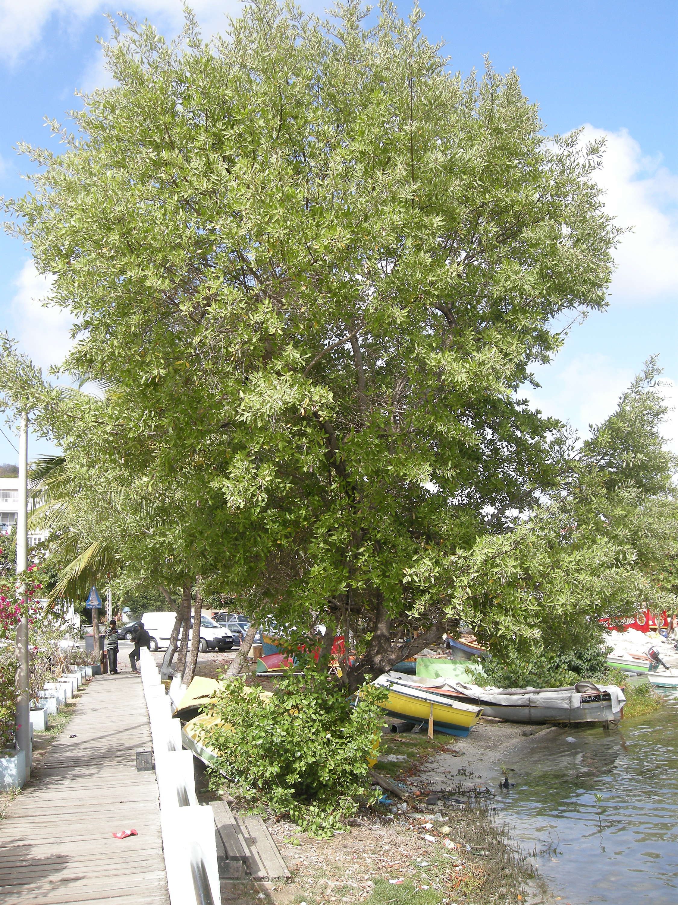 avicennia_germinans4md